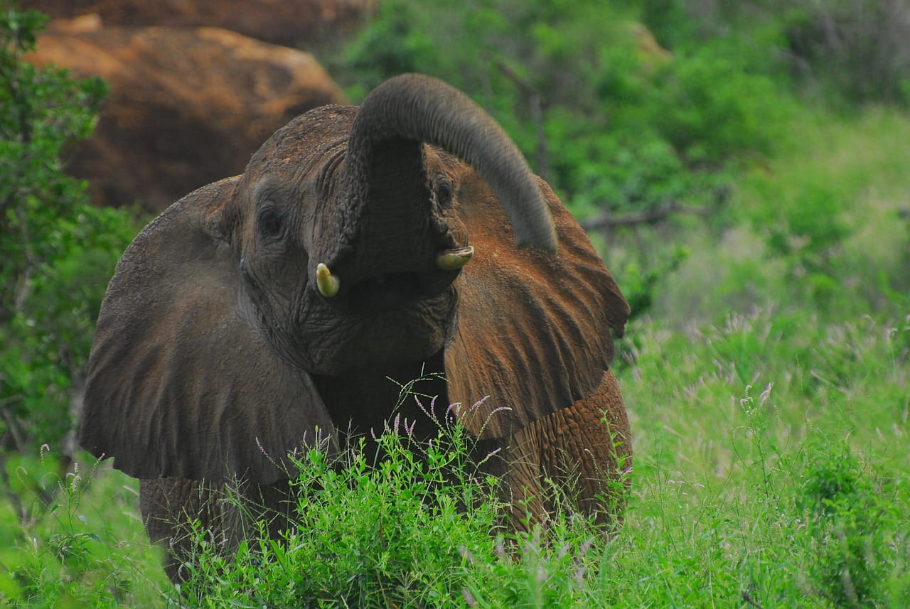 Kenia: el Tren de la Luna