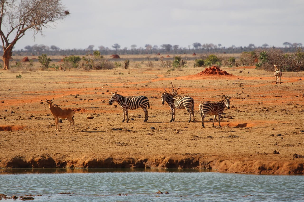 Tsavo Este / Mombasa