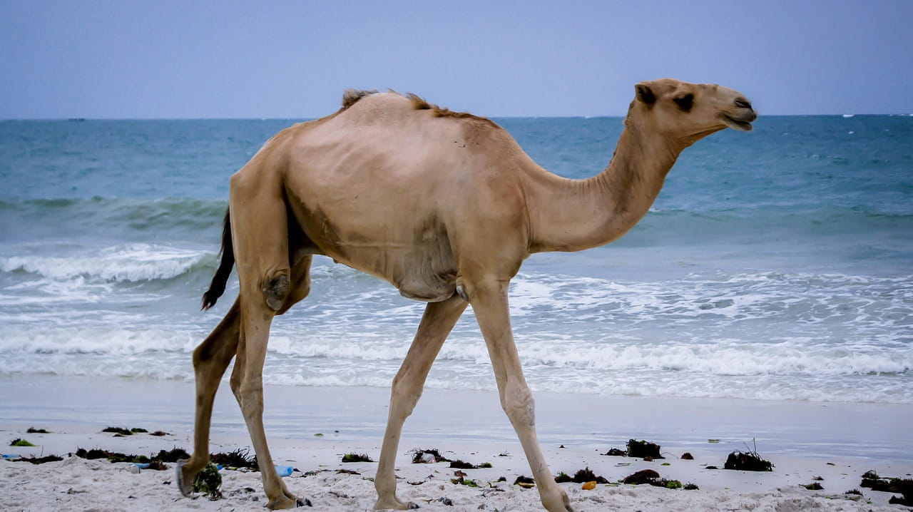 Kenia: del safari al mar