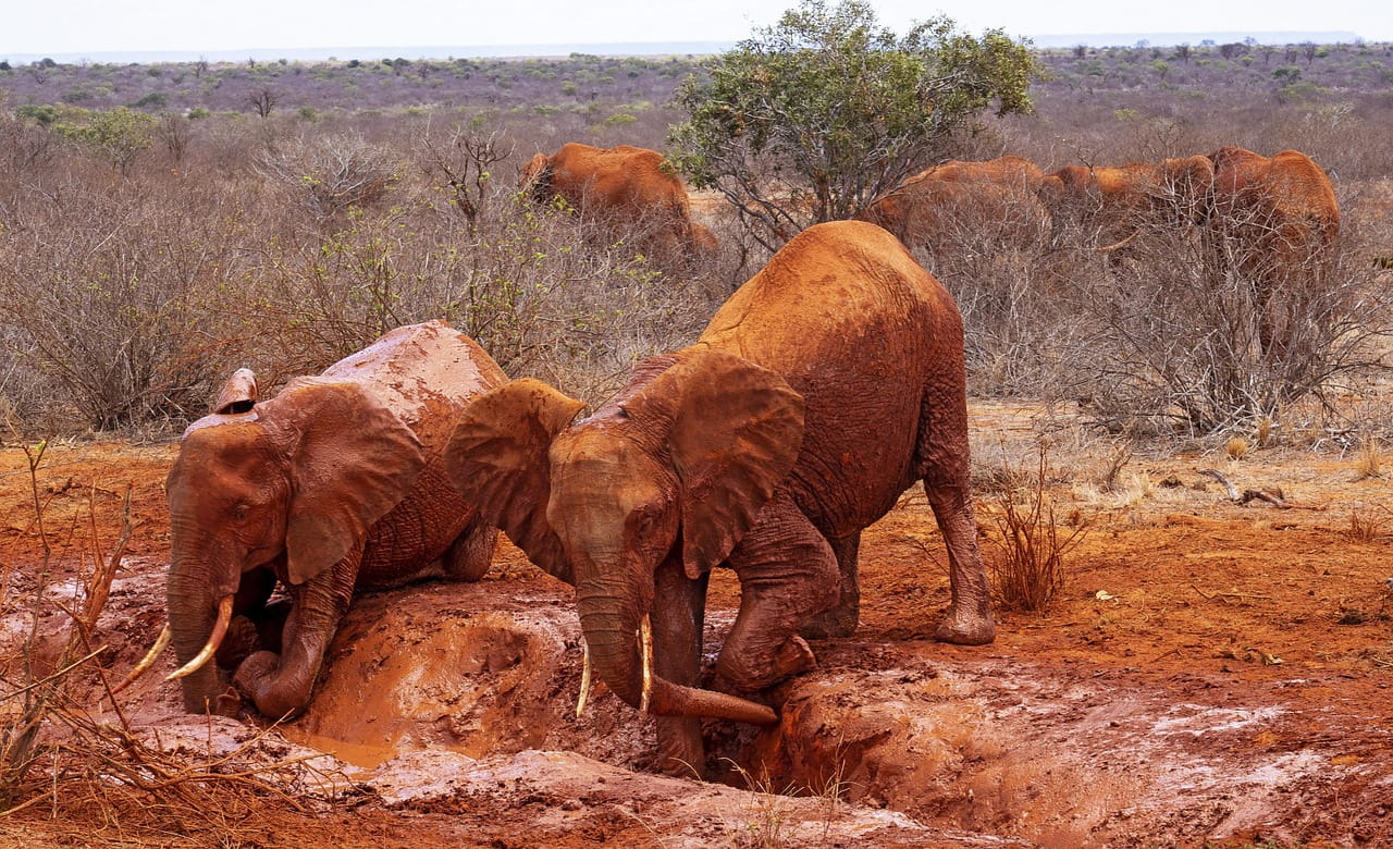 Kenia: del safari al mar