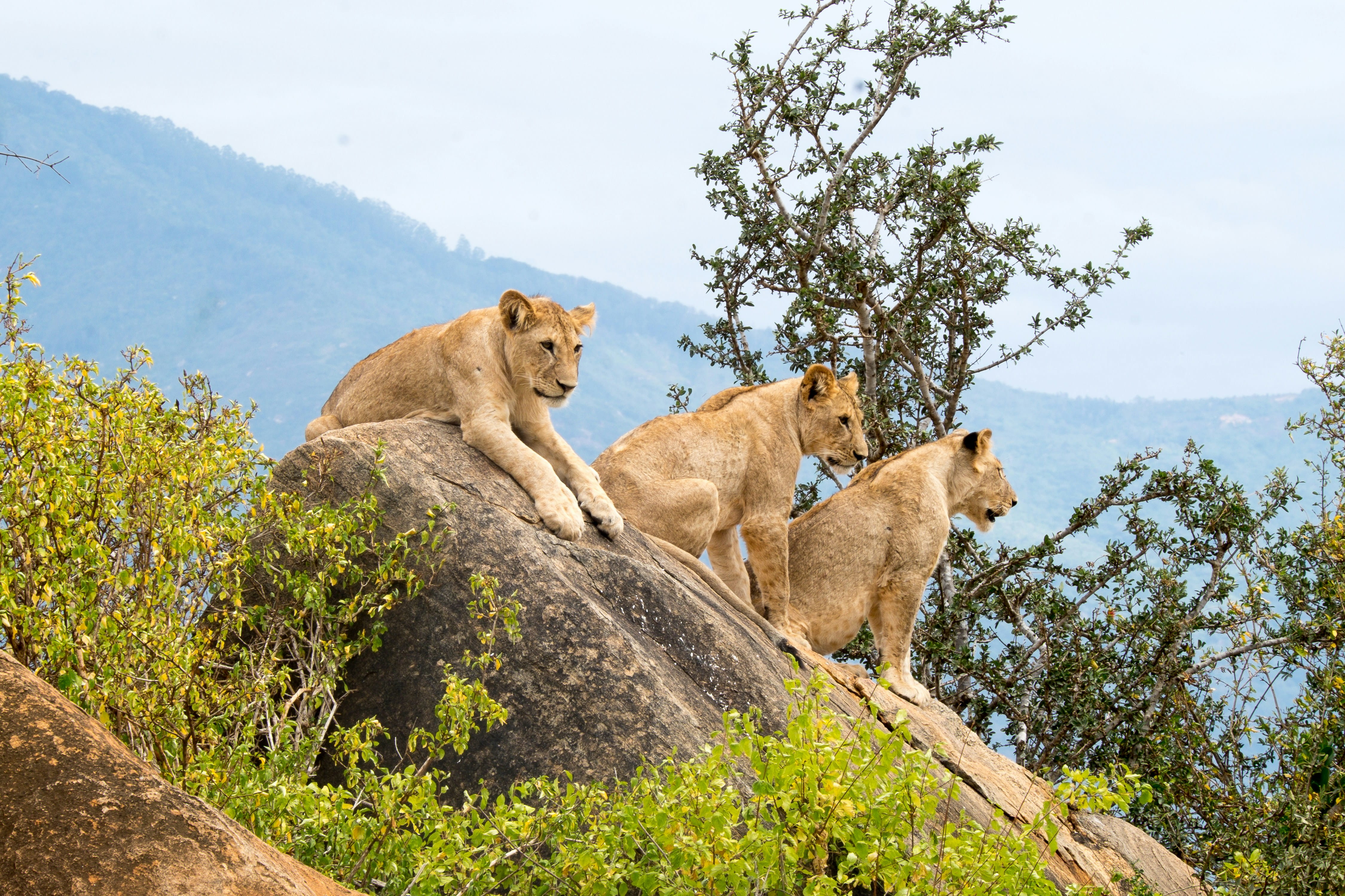 Tsavo Este / Mombasa