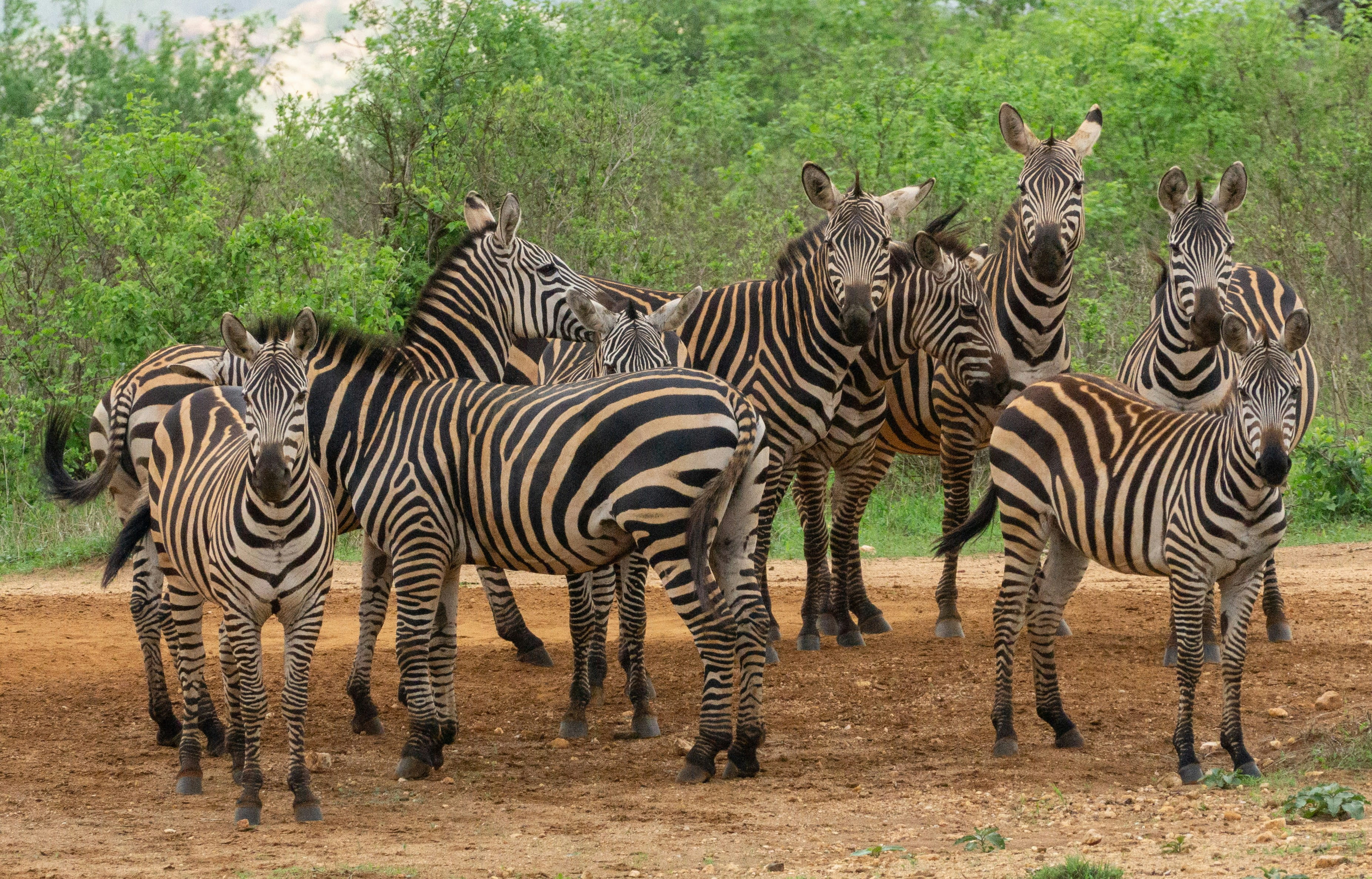 Amboseli / Tsavo Oeste