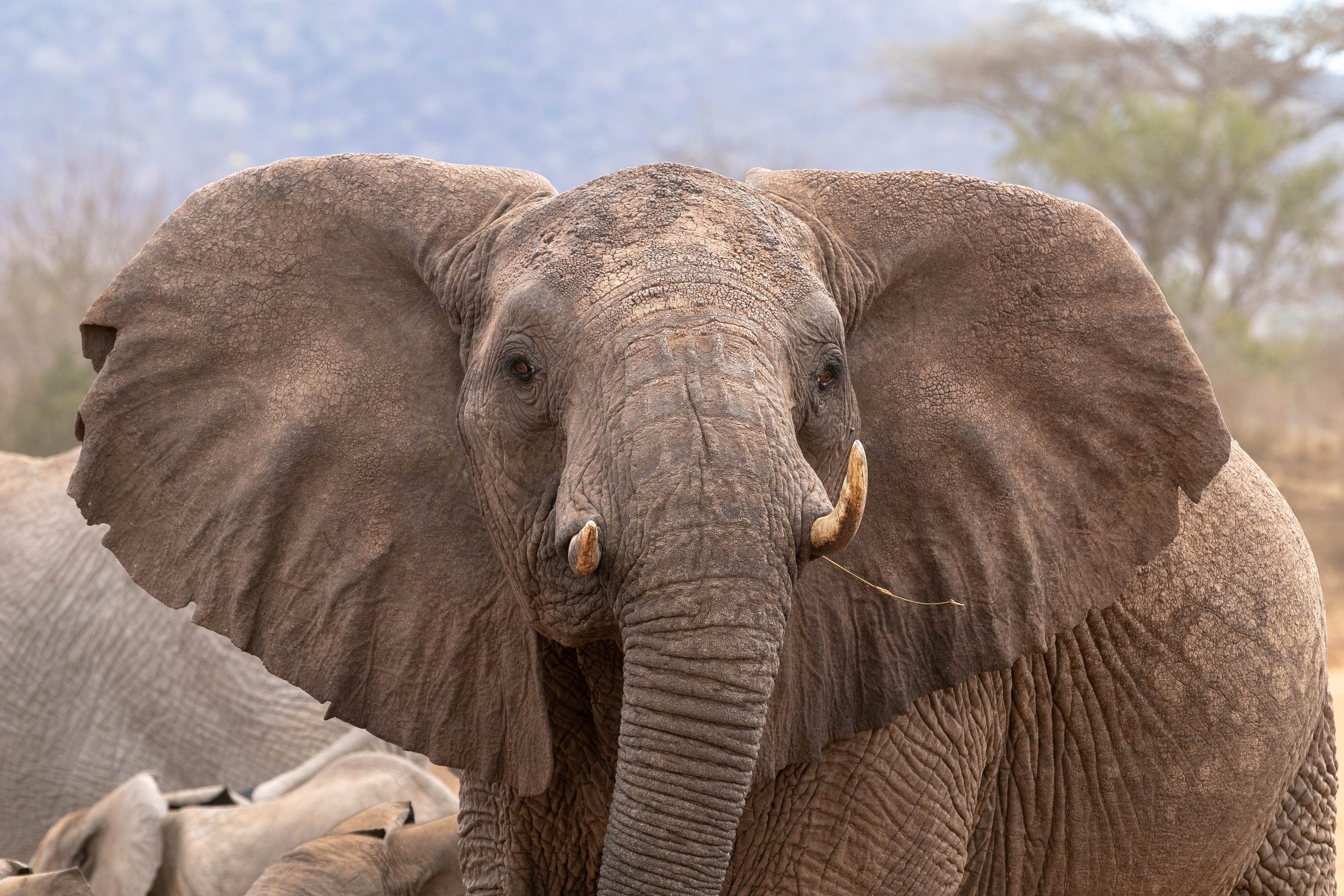Tsavo Oeste / Mombasa