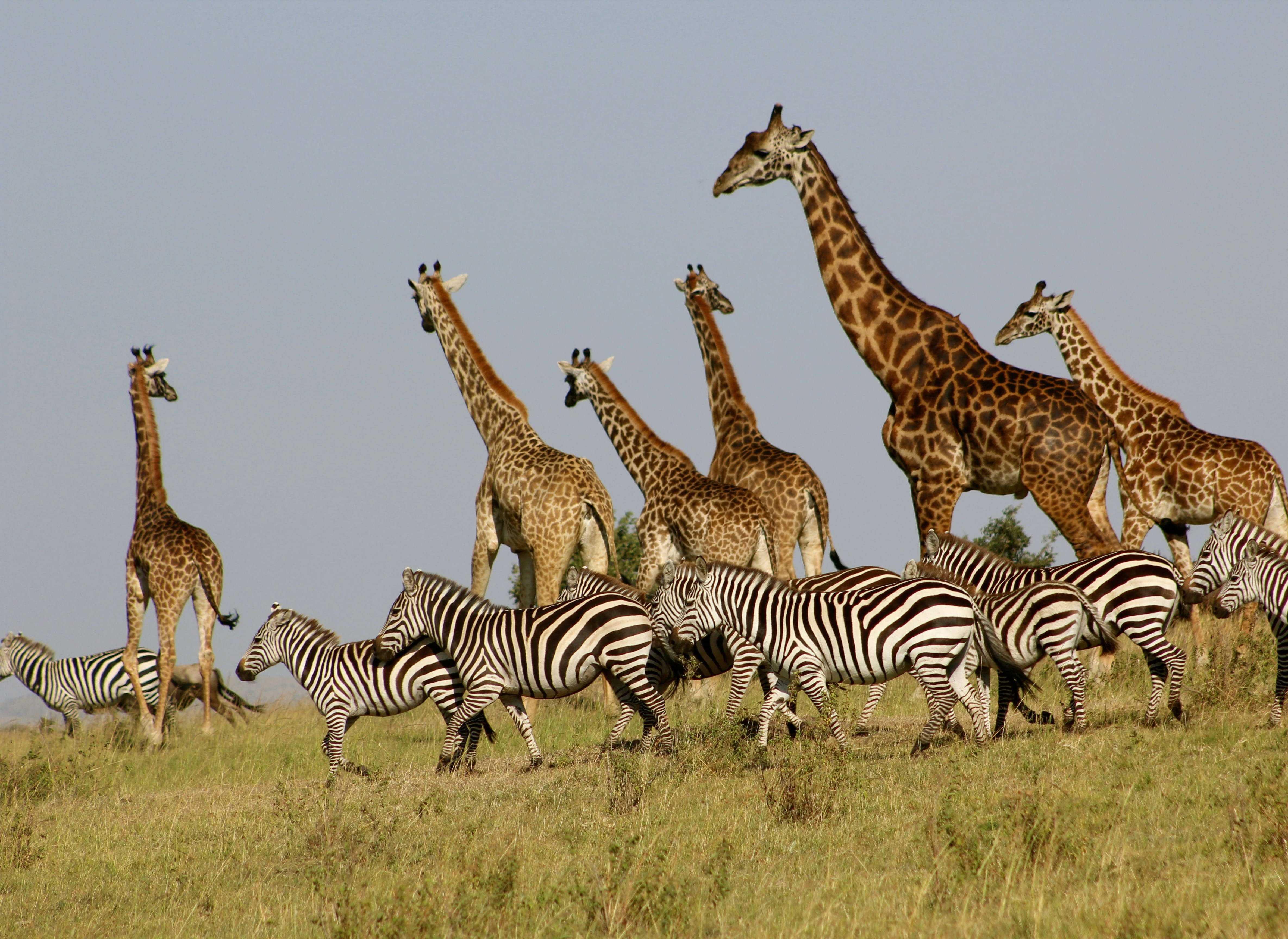 Lago Nakuru / Reserva Nacional Masái Mara