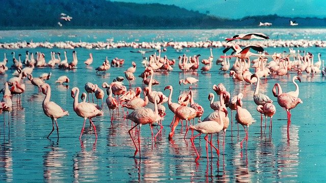 Nairobi / Lago Nakuru