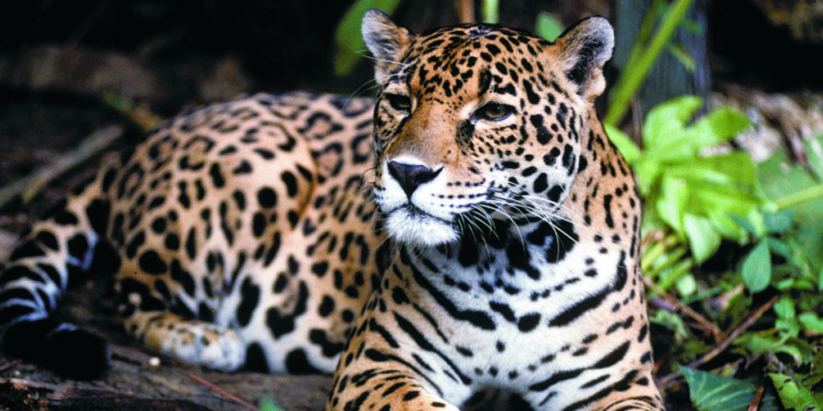 • Chiapas Naturalmente