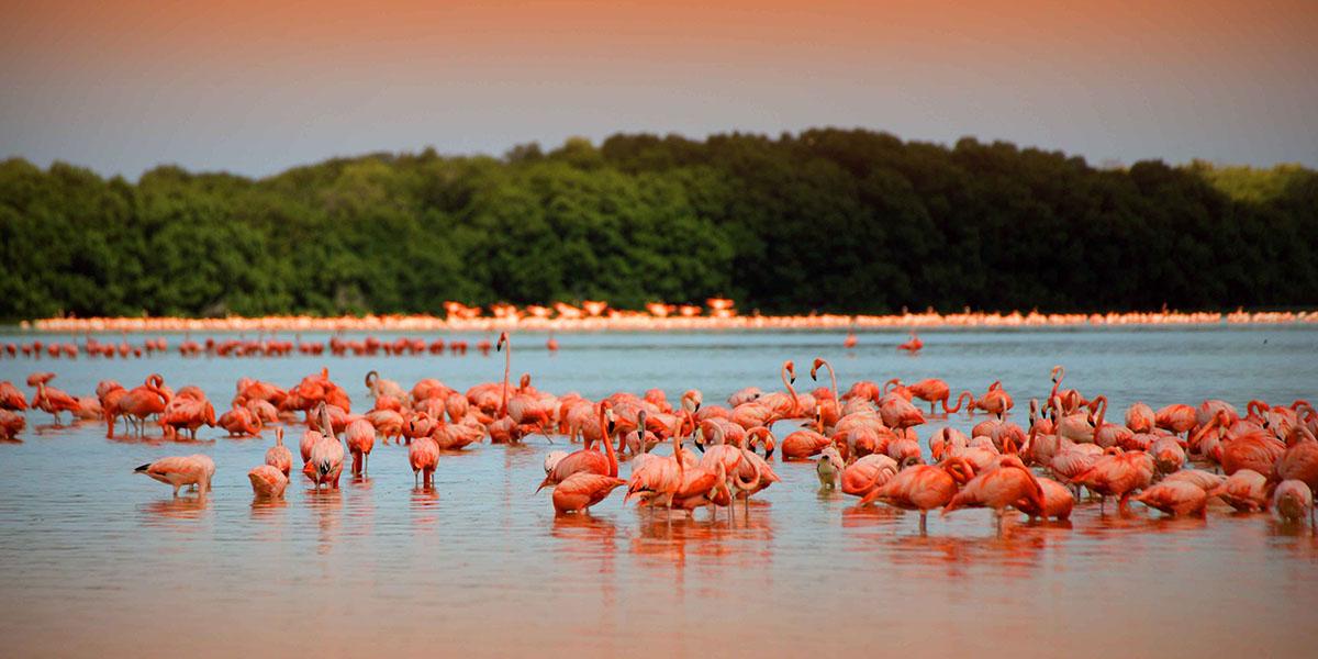 Paisajes en Blanco y Rosa