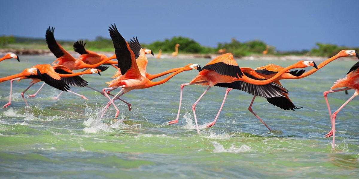 Yucatán Arqueológico y Ecológico