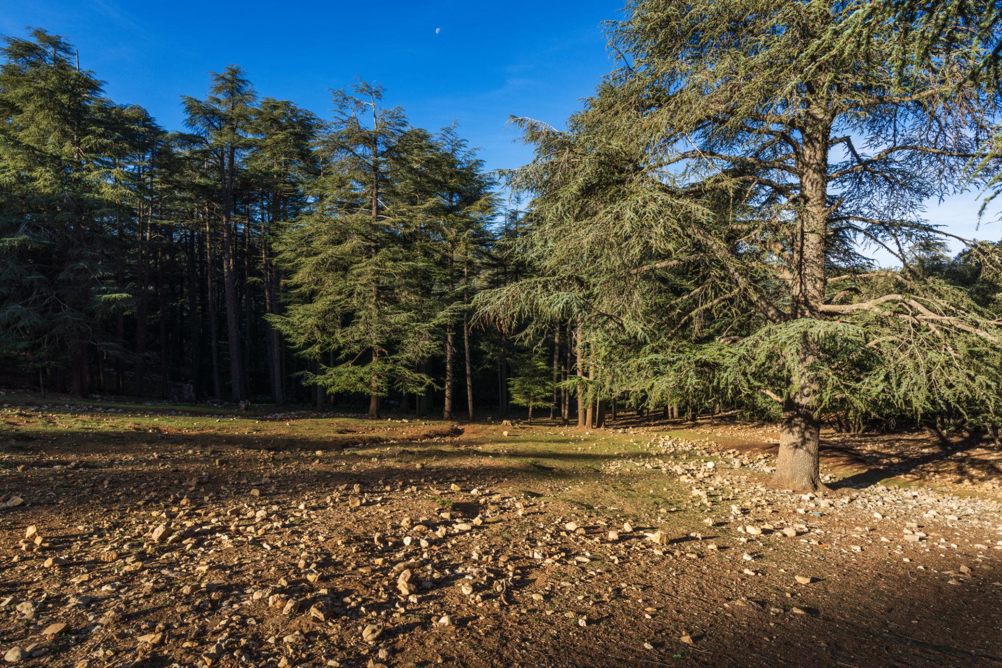 Desierto, Valle de Ziz , Azrou, Ifrane y Fez
