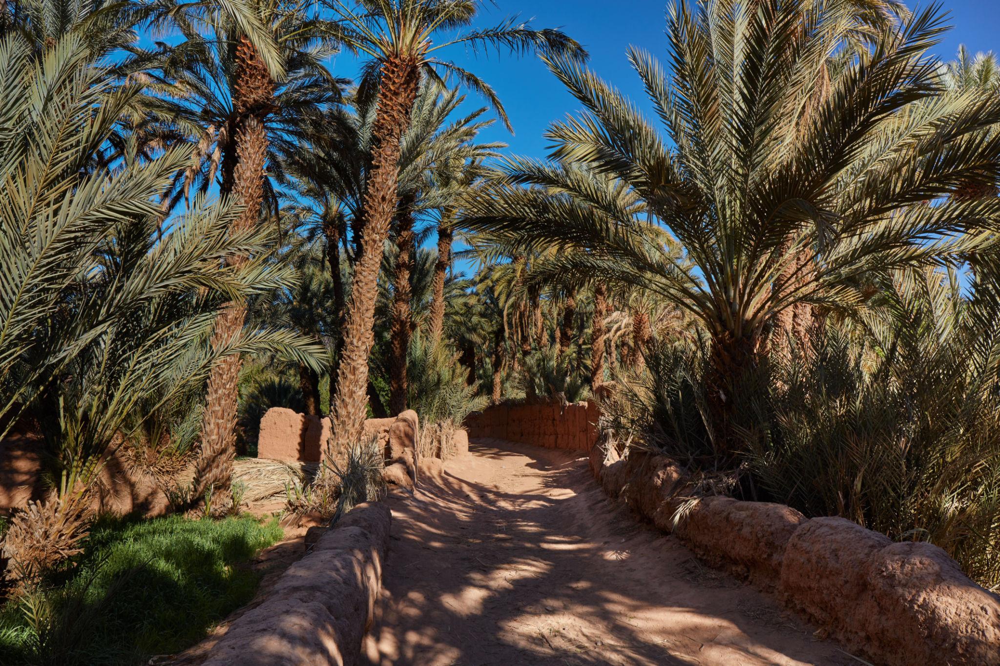 Oasis y artesanía a los pies del Atlas medio