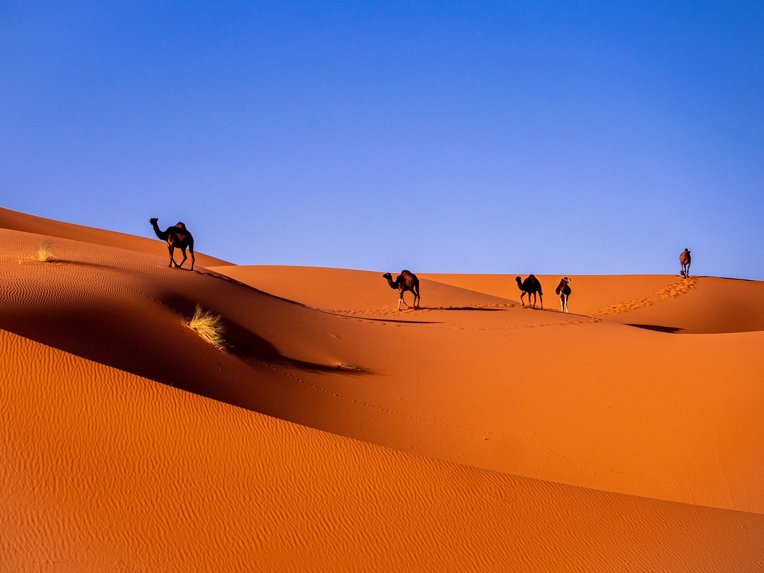 Circuito Marruecos en familia Atlas medio de Marrakech a Fez