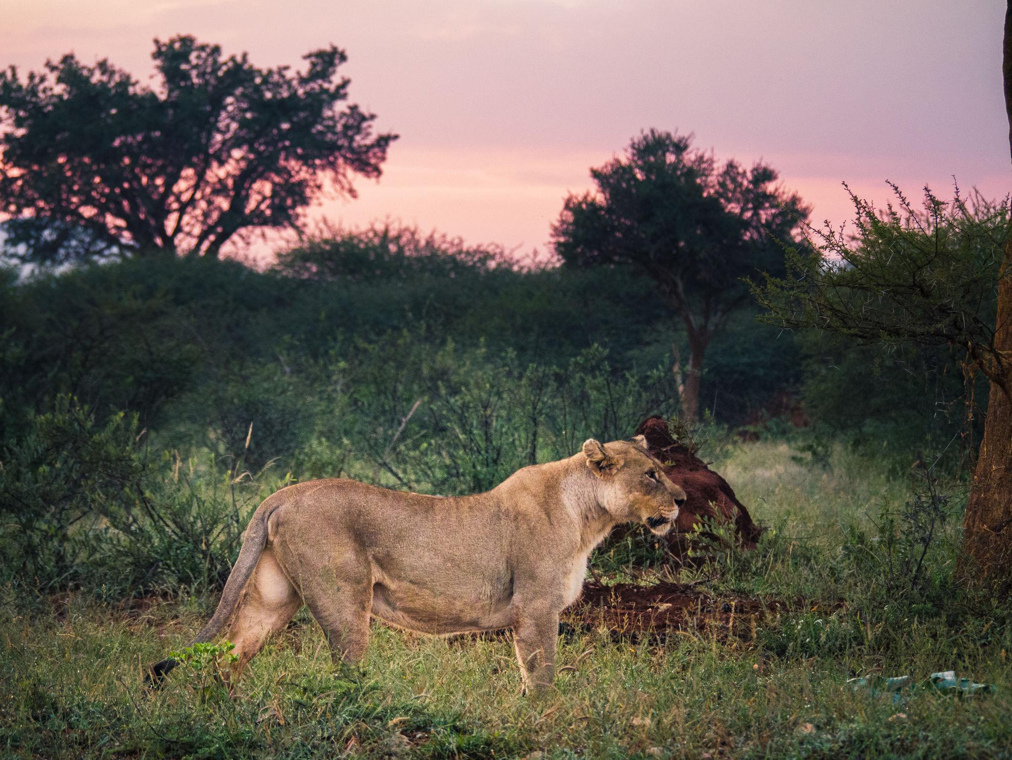 PARQUE NACIONAL KRUGER