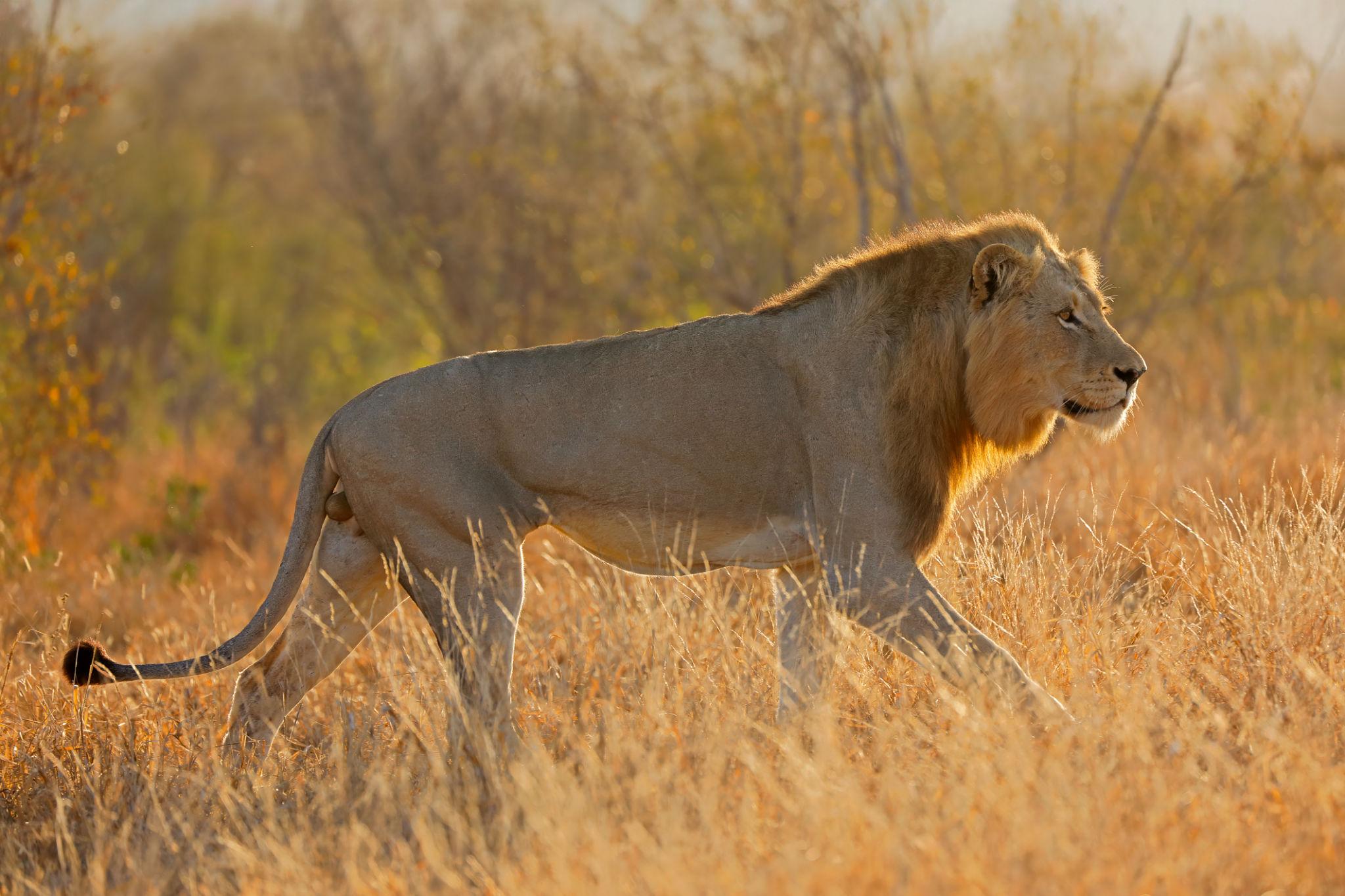 Viajes a Sudáfrica | Safari en Grupo a Kruger