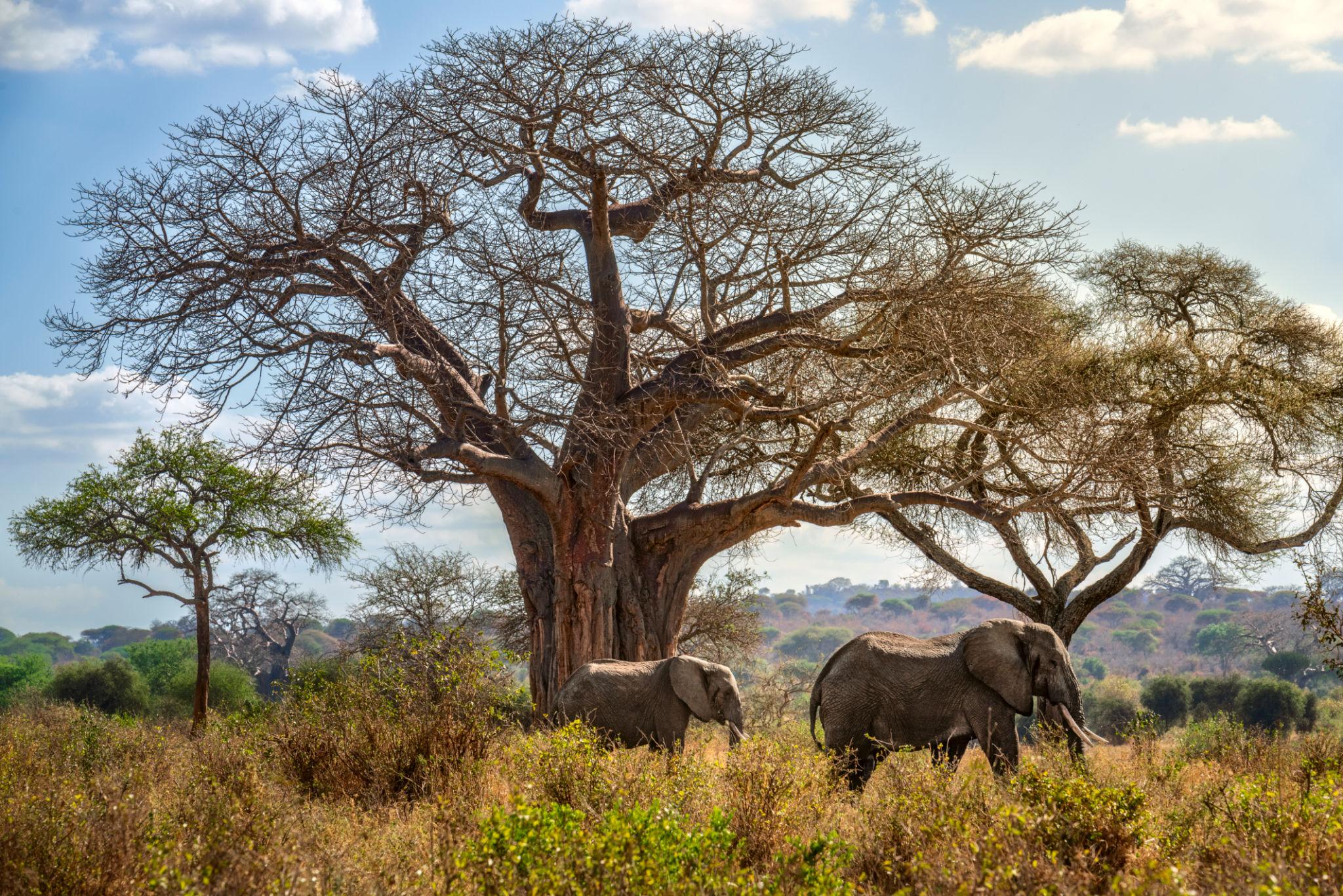 Parque Nacional de Tarangire