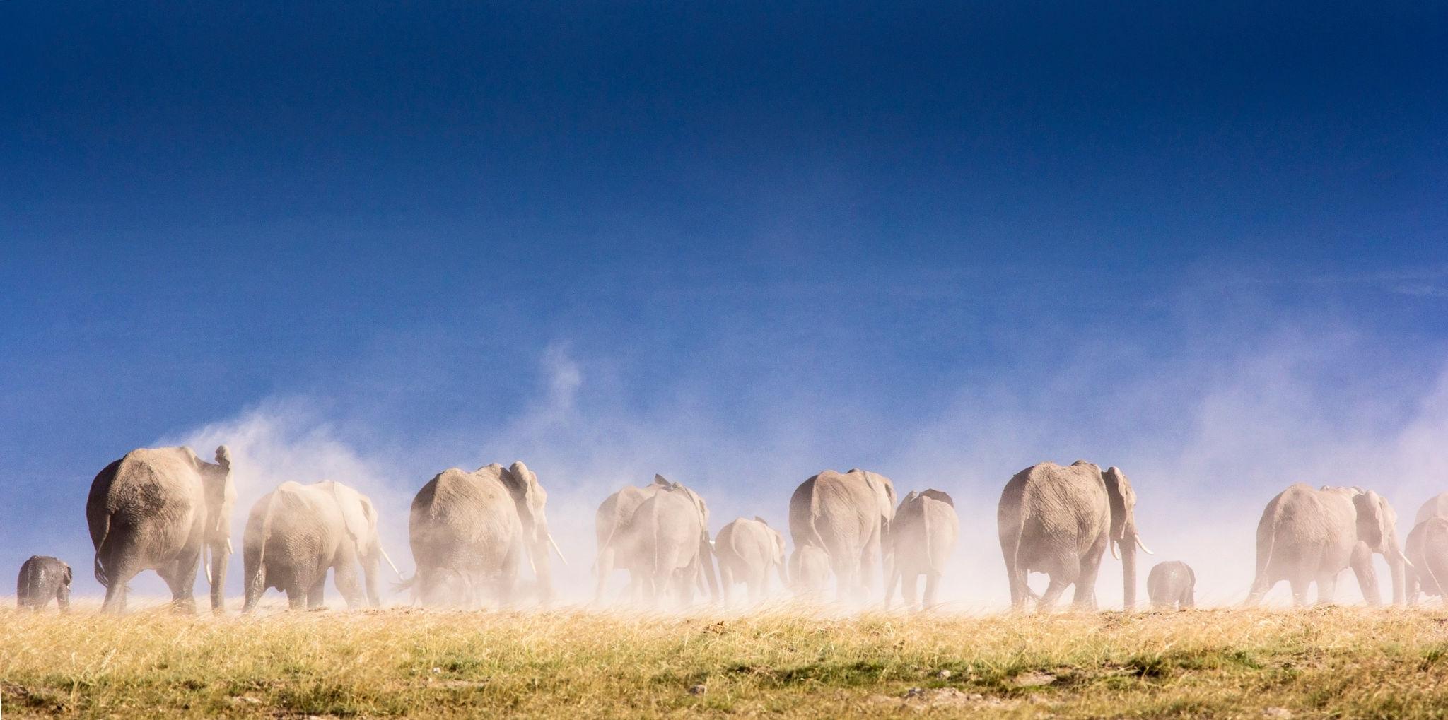 Salida de safari en el Serengeti