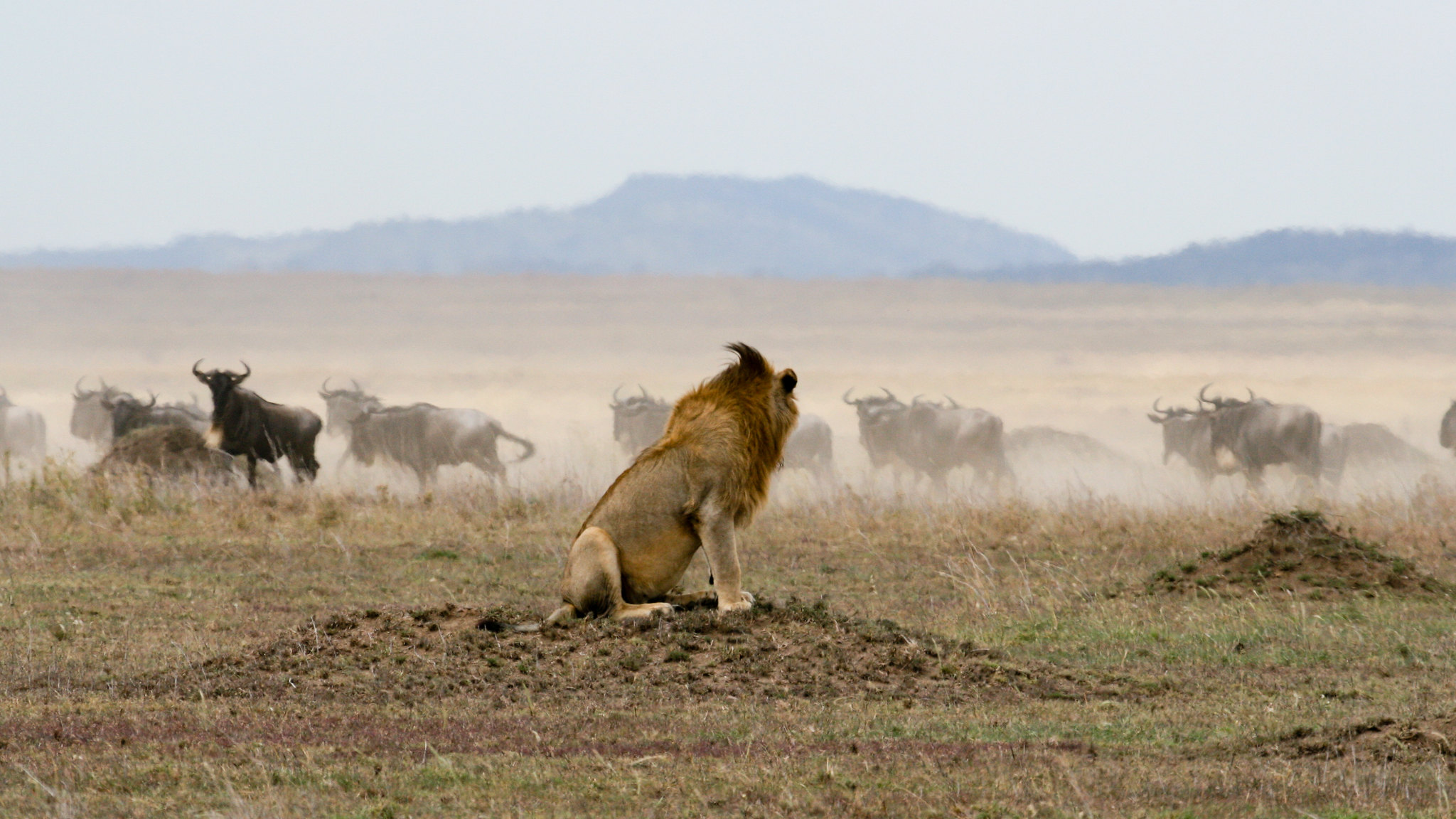 Parque Nacional de Manyara