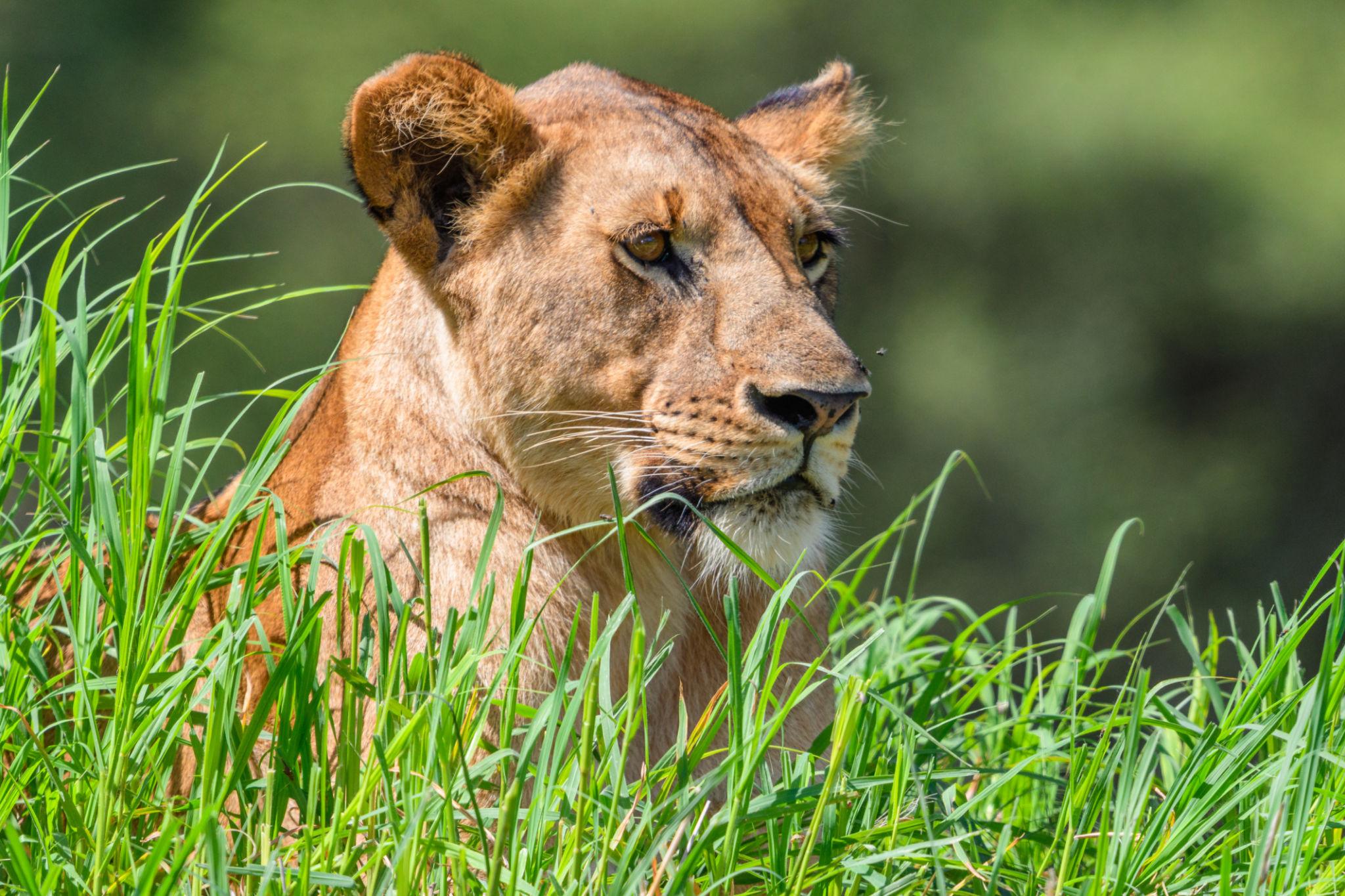 SAFARI TARANGIRE