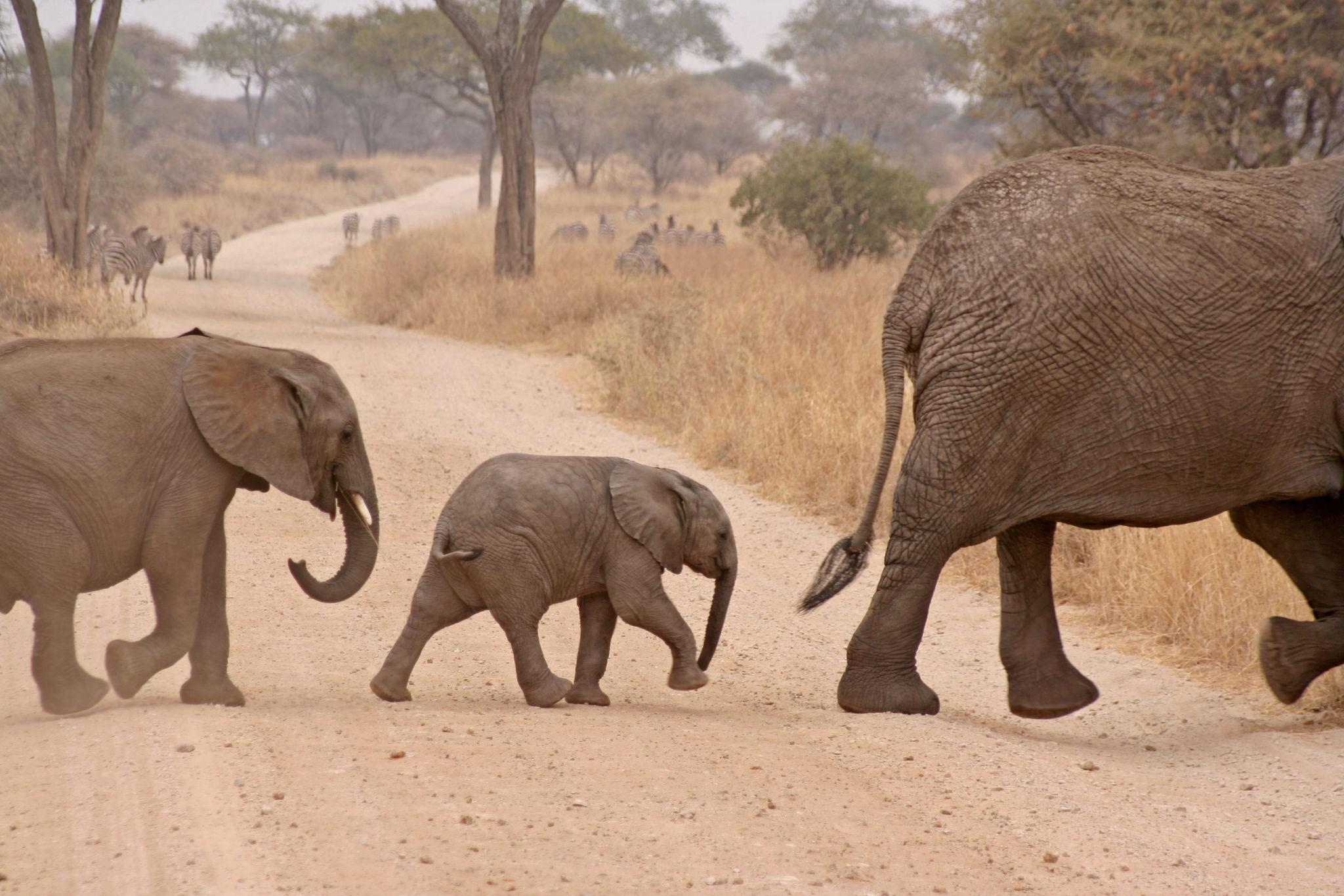 SERENGETI NATIONAL PARK