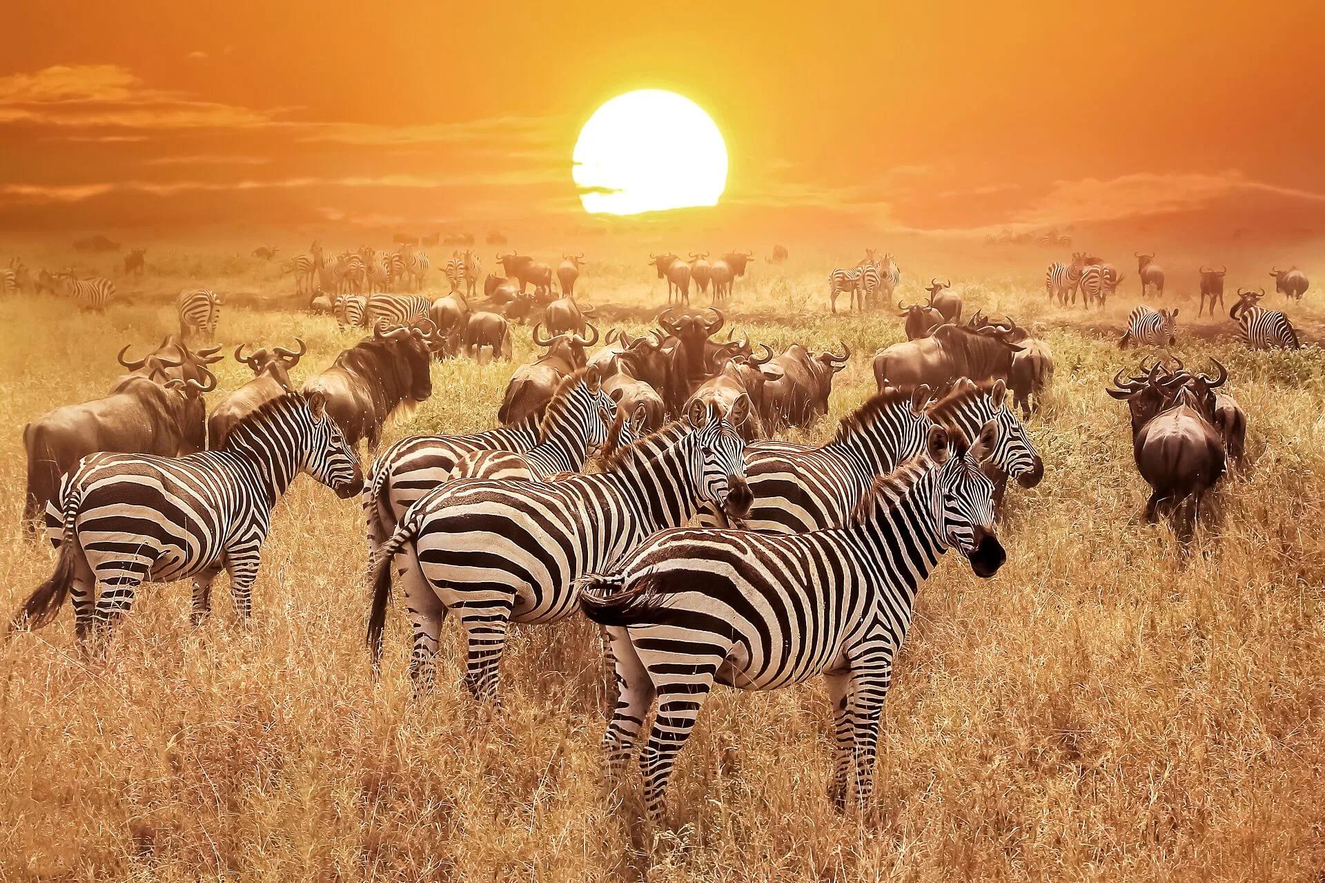 SERENGETI – NGORONGORO