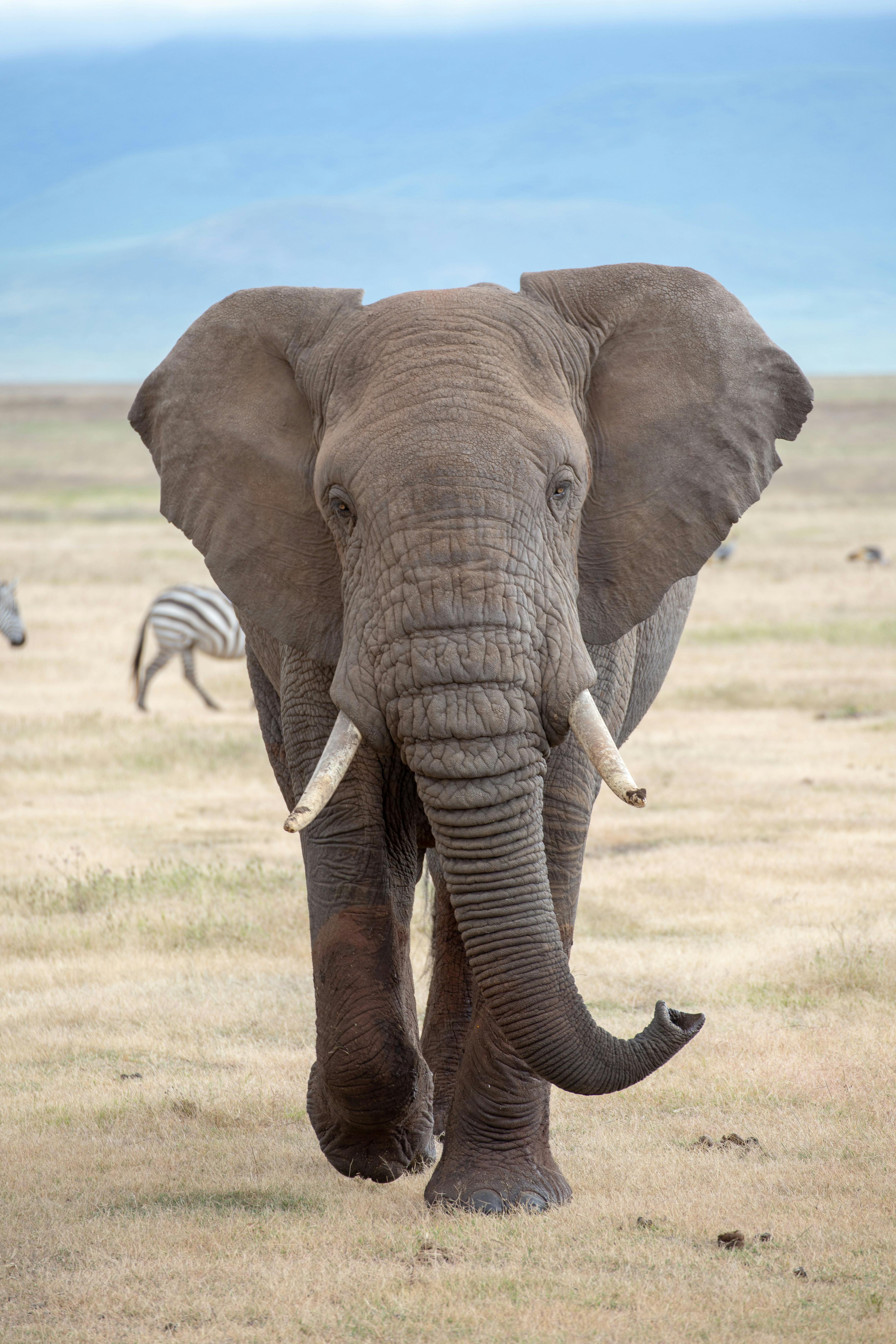 Viajes a Tanzania | Safari Clasico