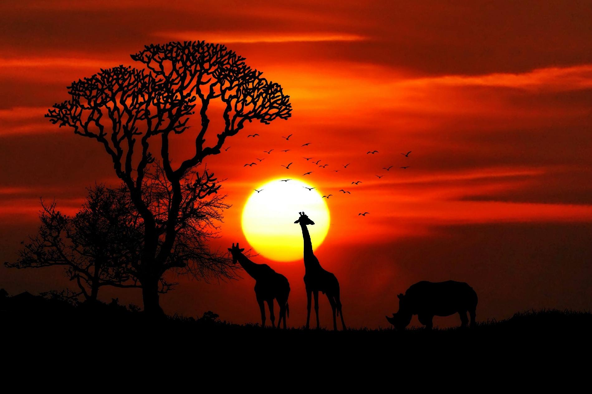 Circuito Tanzania y Zanzíbar | Safaris y playa