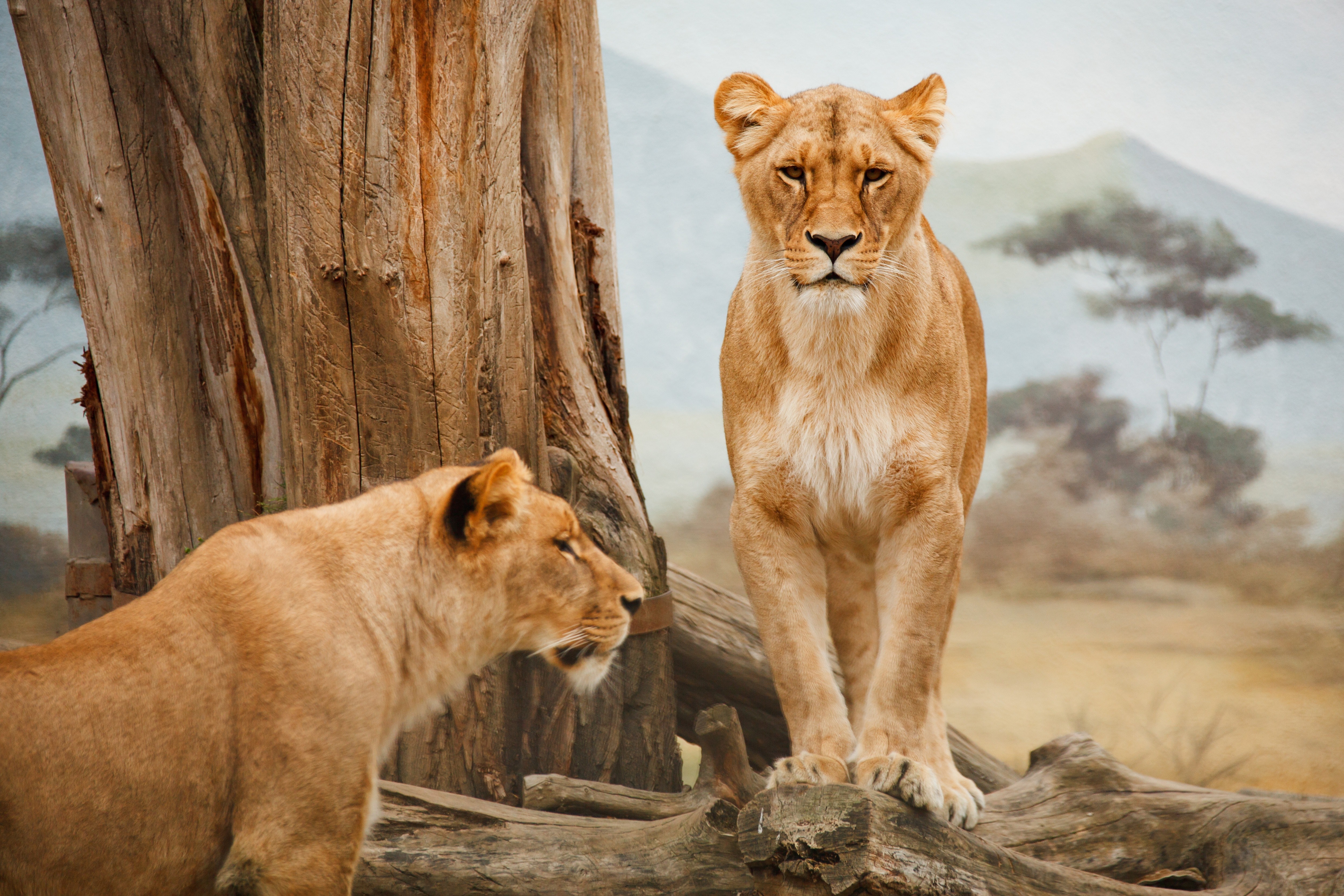 TARANGIRE – SERENGETI