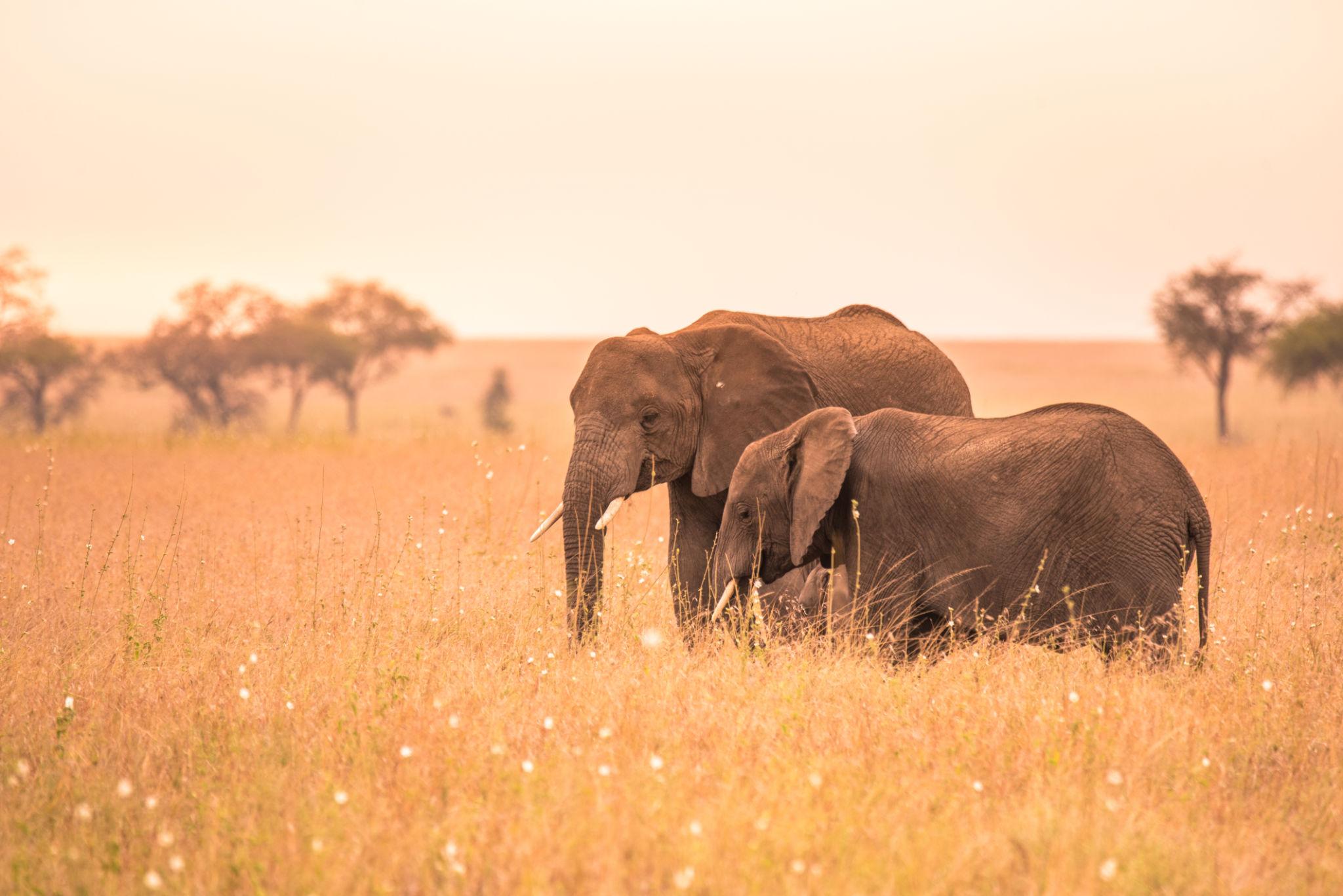 SERENGETI