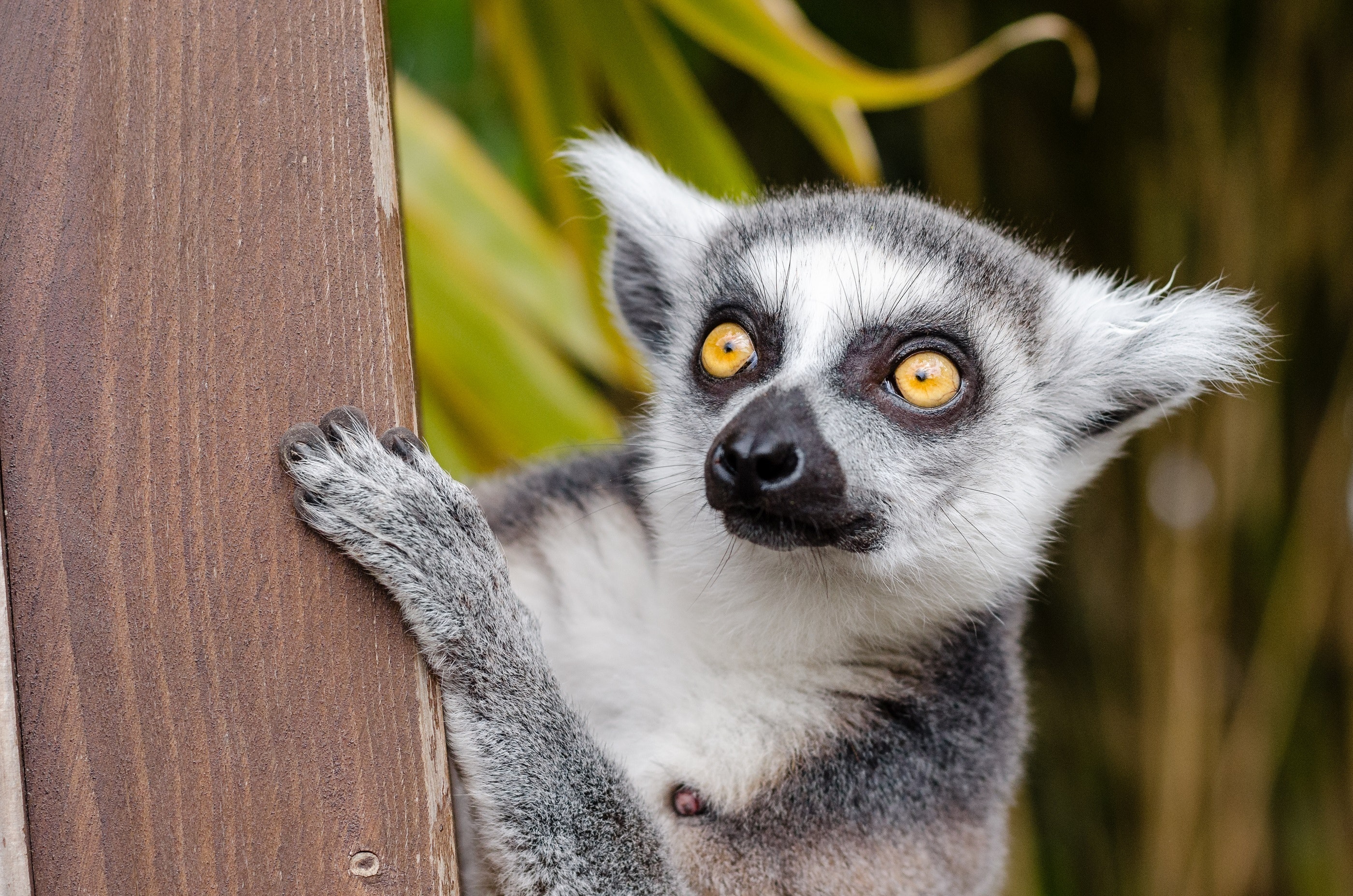 Viaje a Madagascar entre Tsingys y fauna