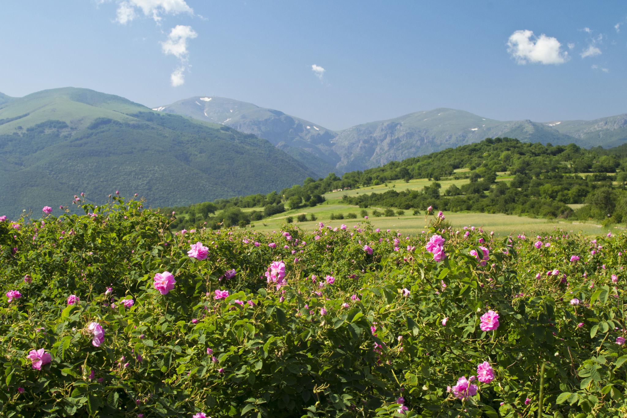 La costa del Mar Negro-El valle de las rosas (Kazanlak)-Montes Balcanes  180 km  ROSAS, RUSOS, TRACIOS Y ARTESANOS EN LOS MONTES BALCANES….
