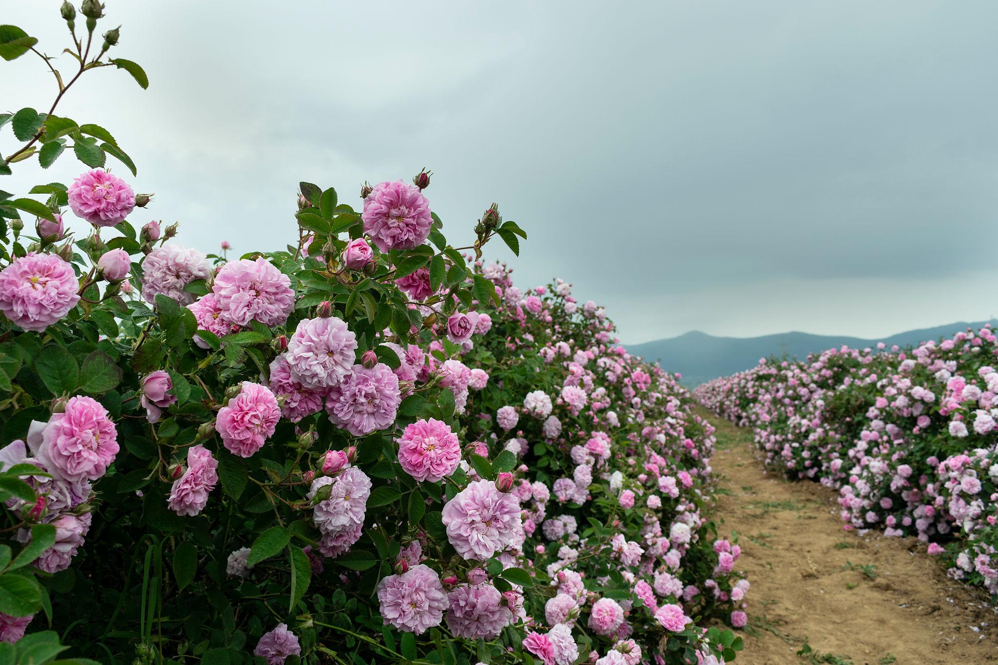 Plovdiv – El valle de las rosas  -Montes Balcanes 150 km