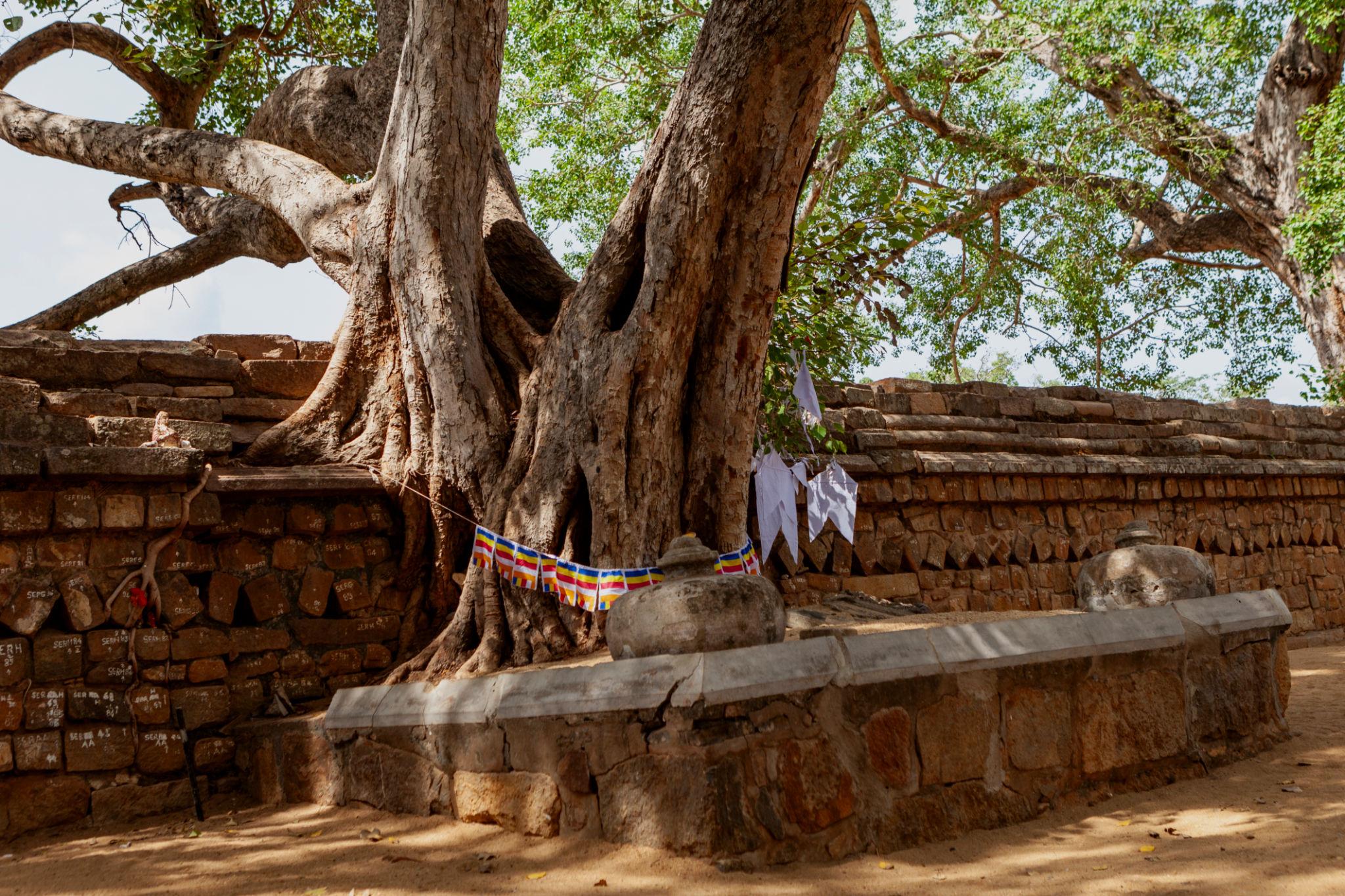 Visita de Anuradhapura, la primera capital