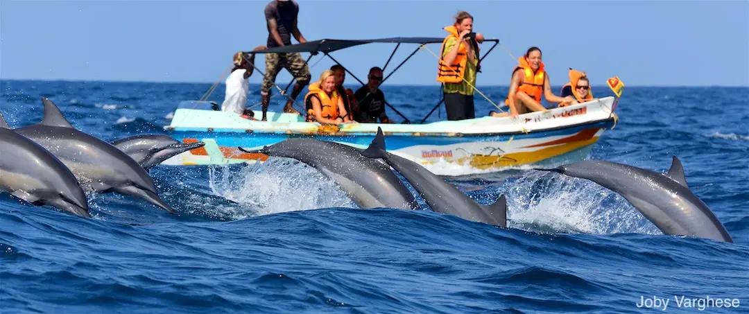 Observación de delfines