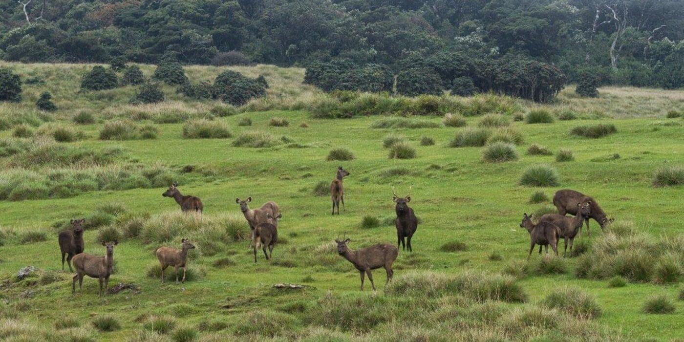 Excursión al Parque Nacional de las Llanuras de Horton