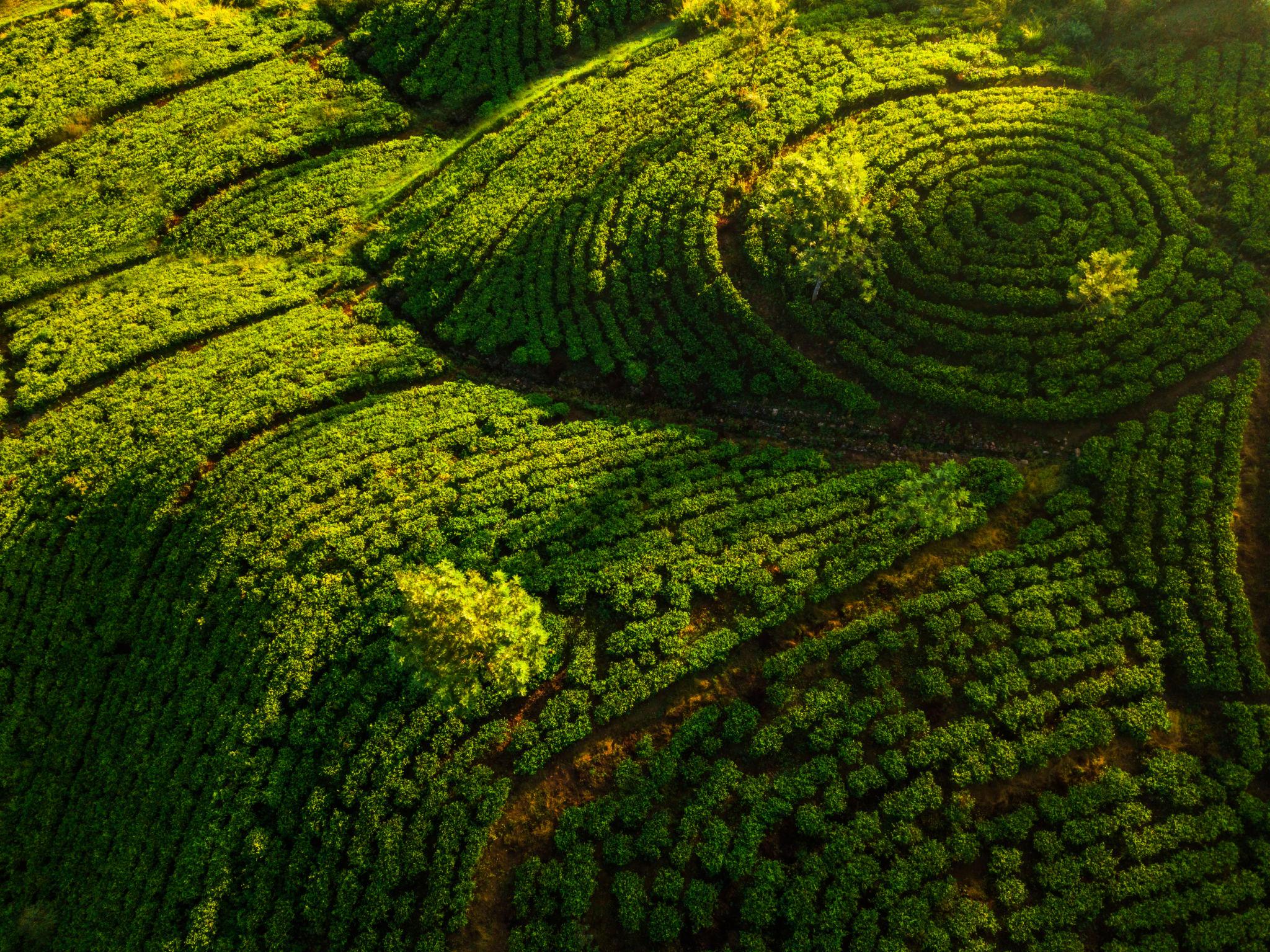 En las plantaciones de té
