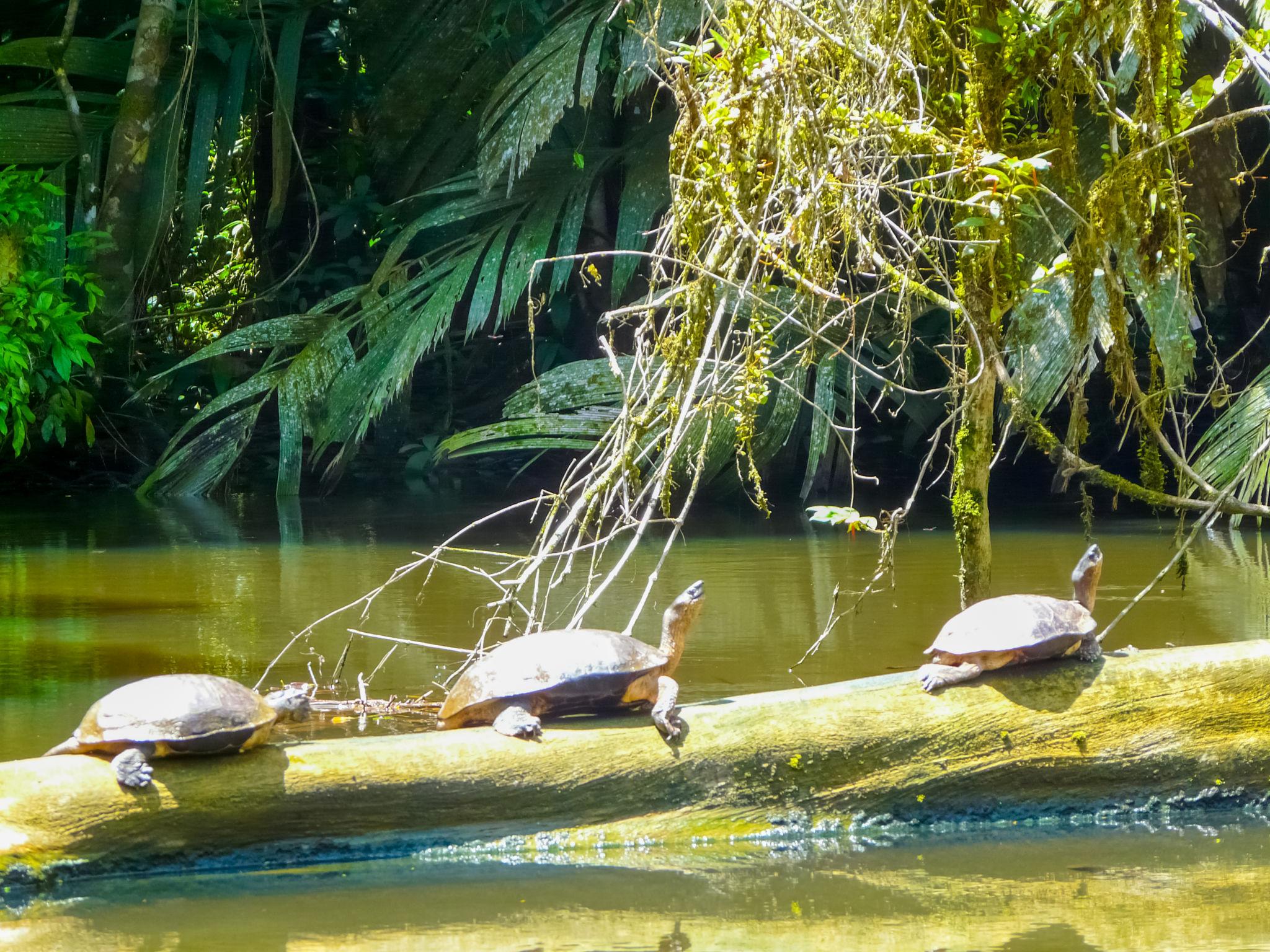 Viajar a  Costa Rica