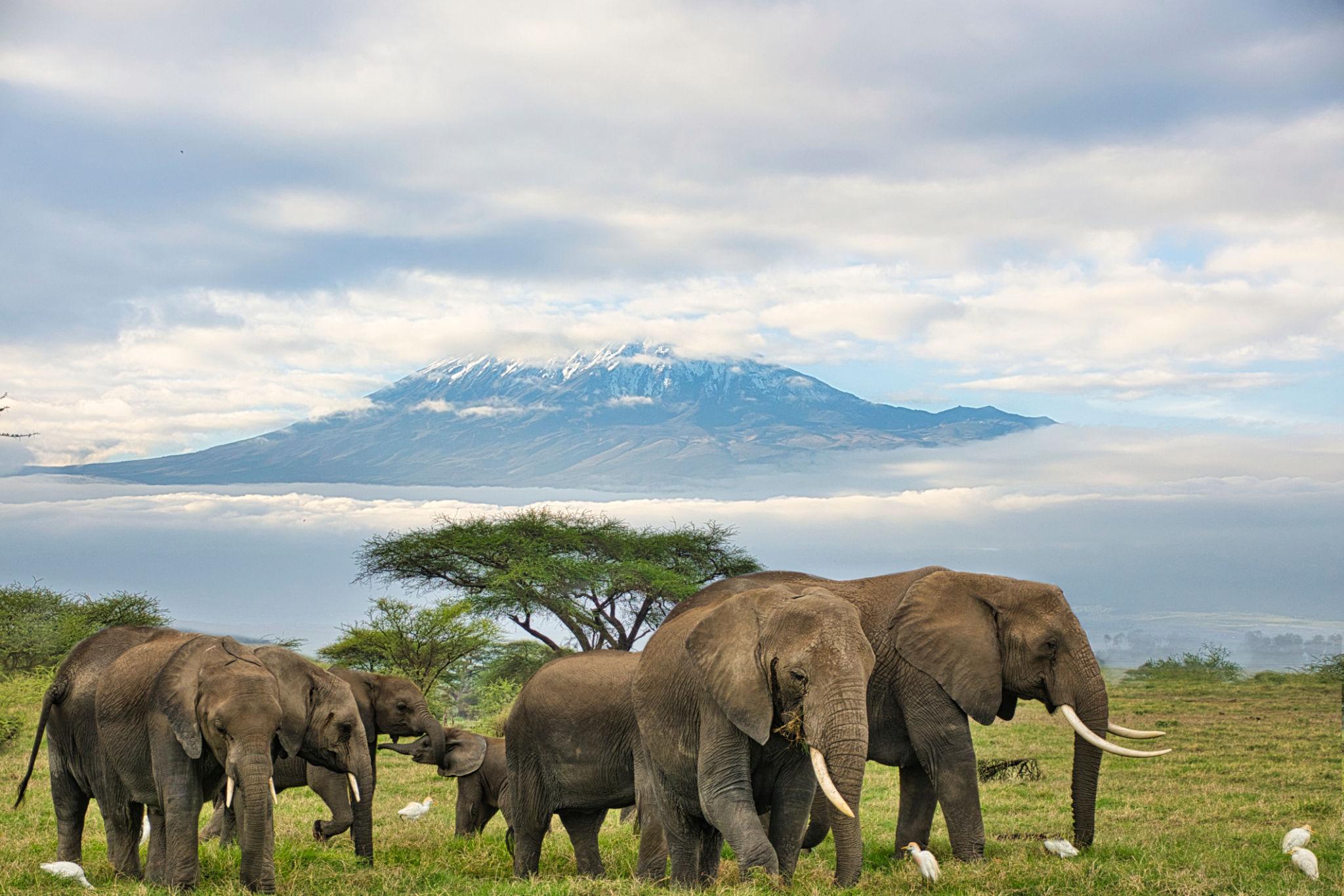 Nairobi - Parque Nacional de Amboseli