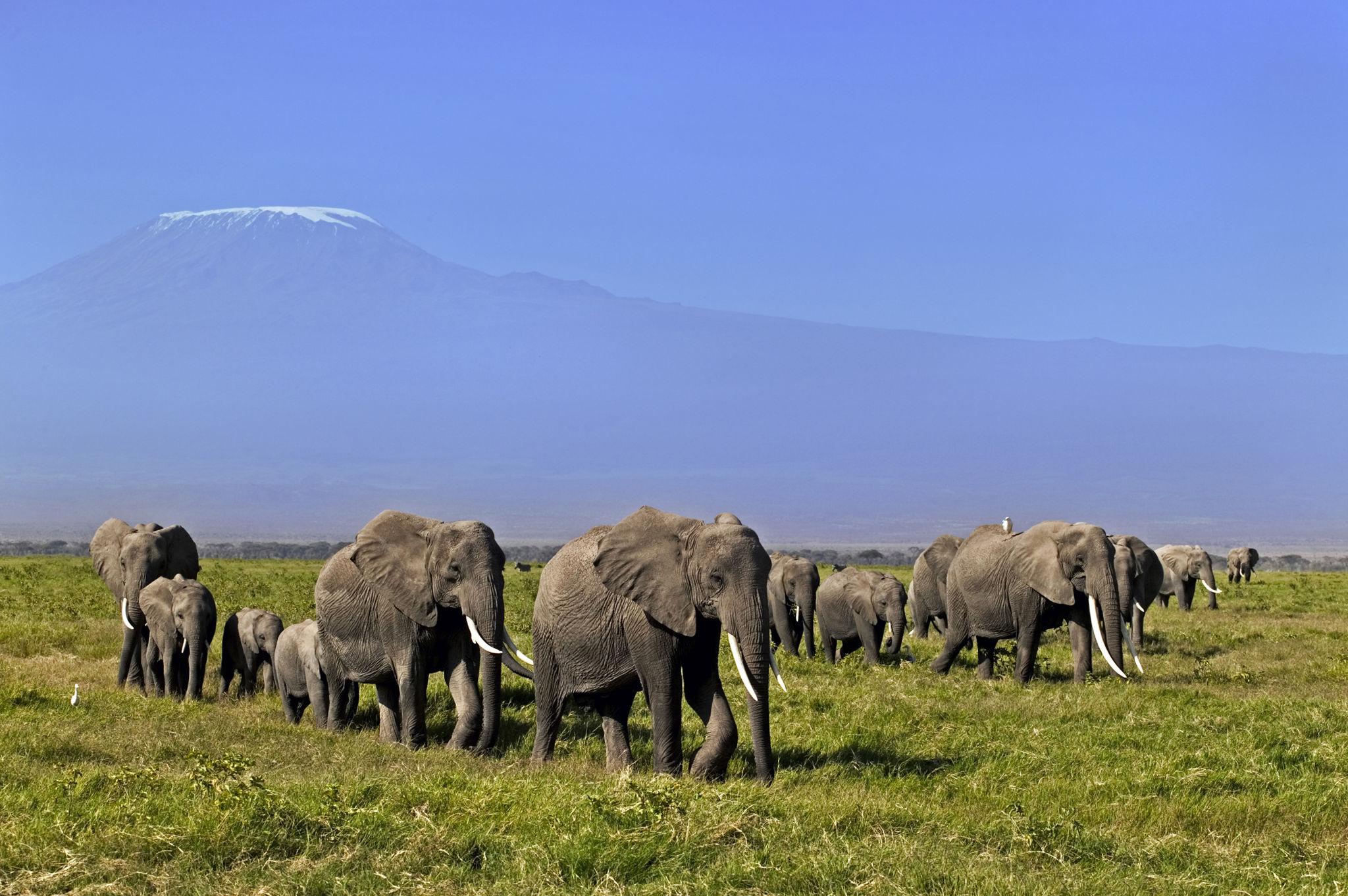 Safari en Kenia