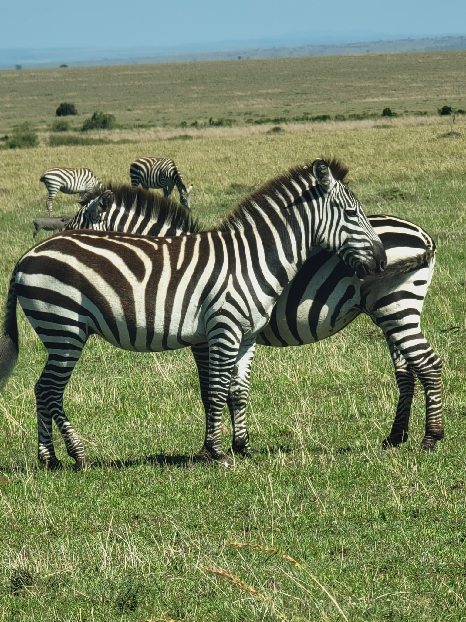 Safari en Kenia