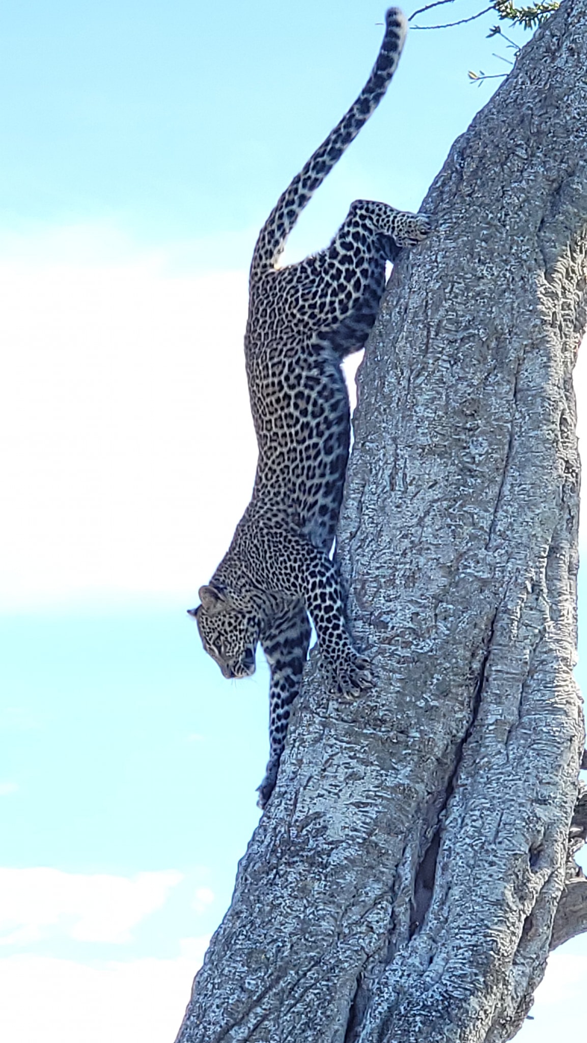 Safari en Kenia