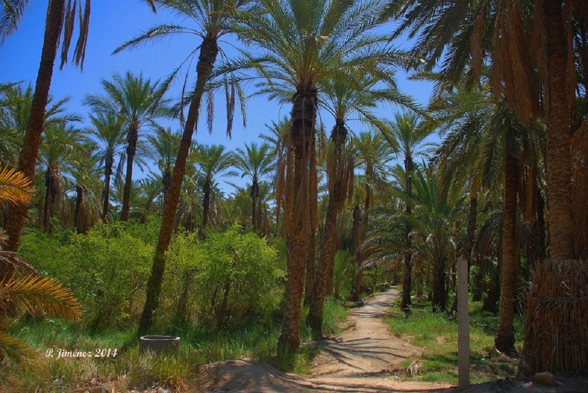 Qairuán – Sbeitla - Tozeur