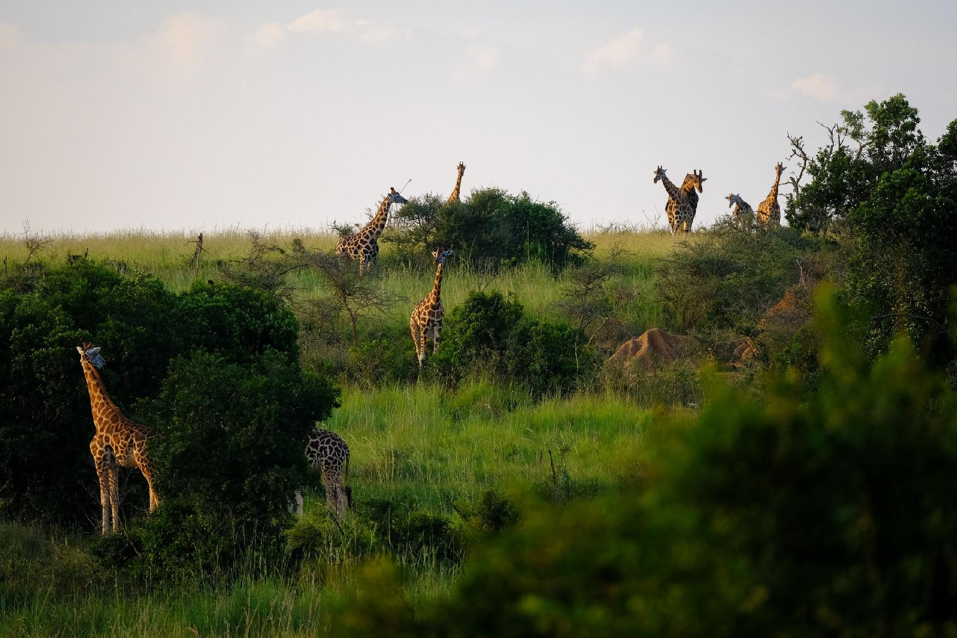 Luna de miel  Tanzania y Zanzíbar | Safaris y playa