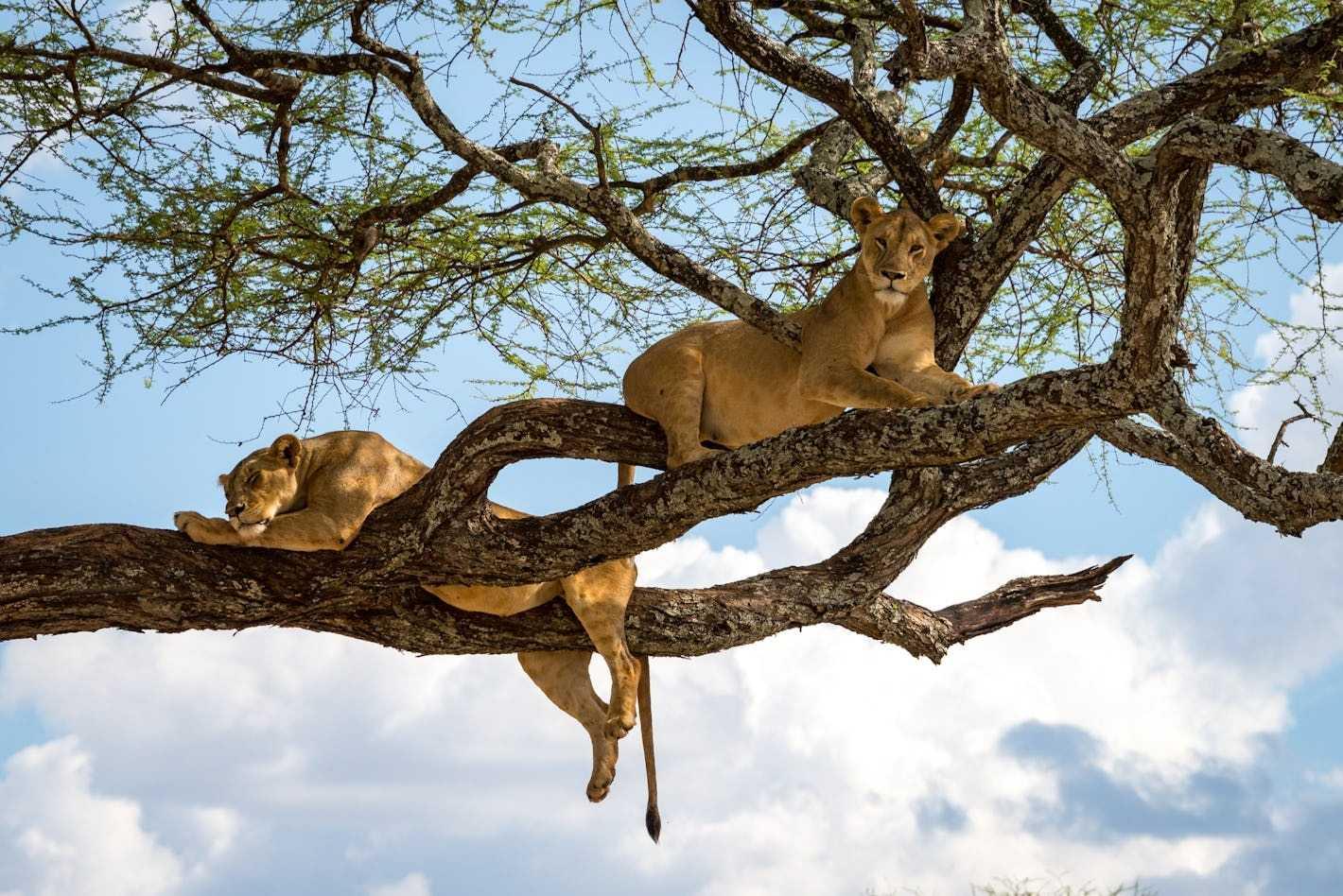 SERENGETI