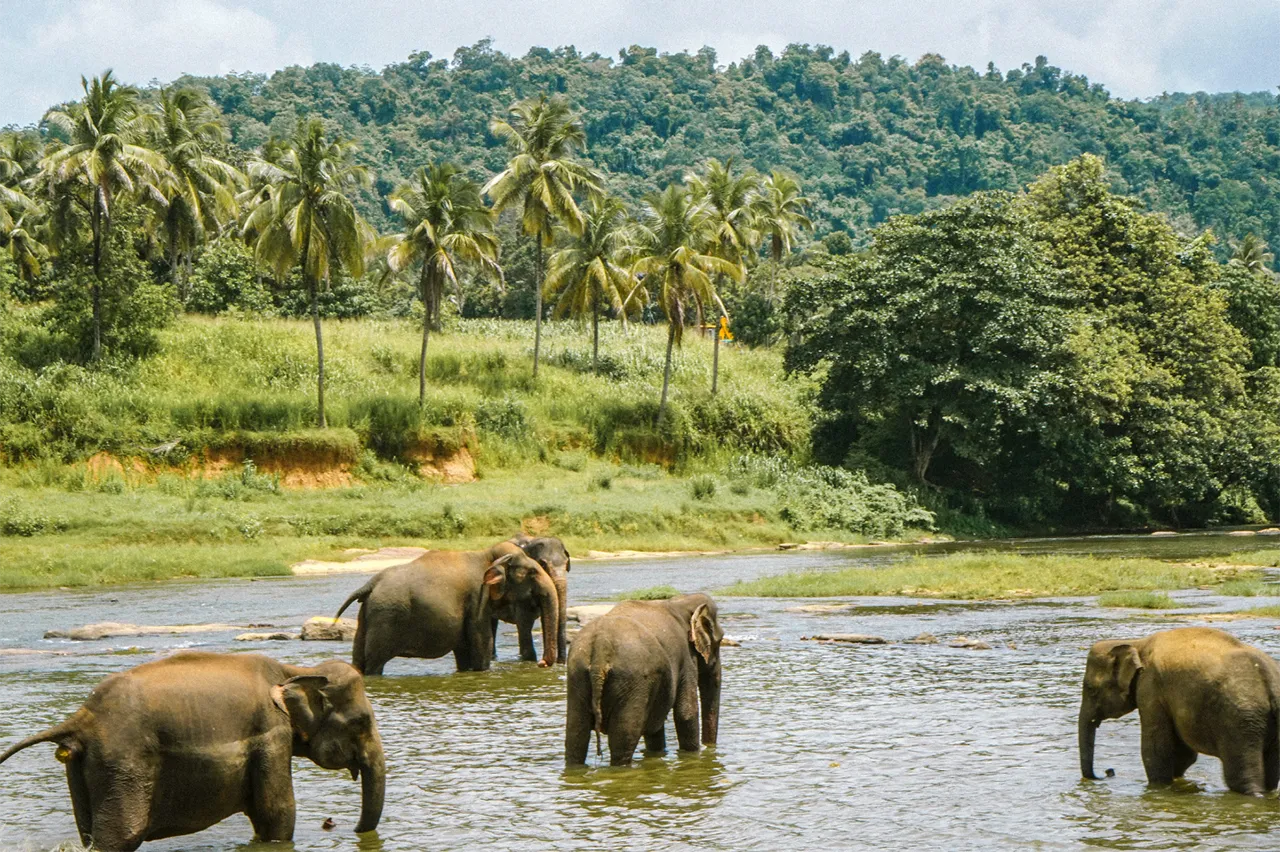 Chiang Mai – Santuario de Elefantes