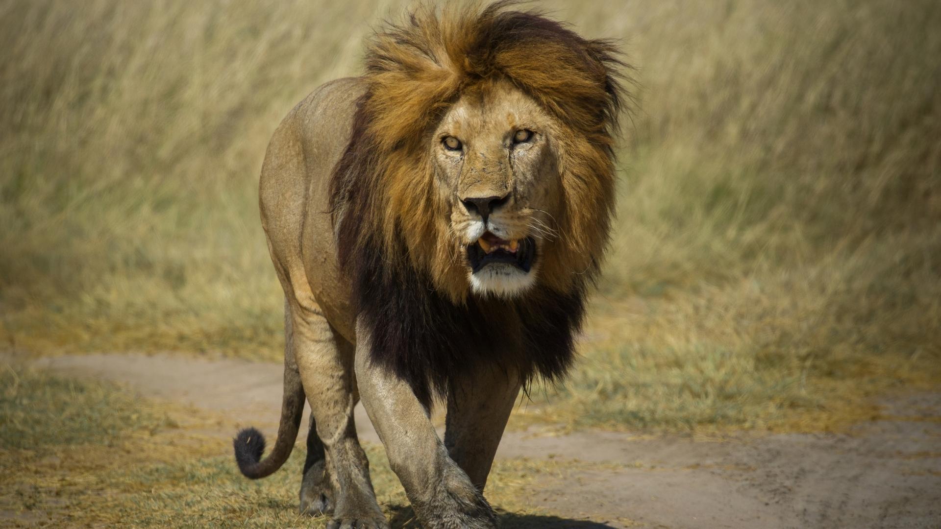Tanzania, Safari Jambo en privado