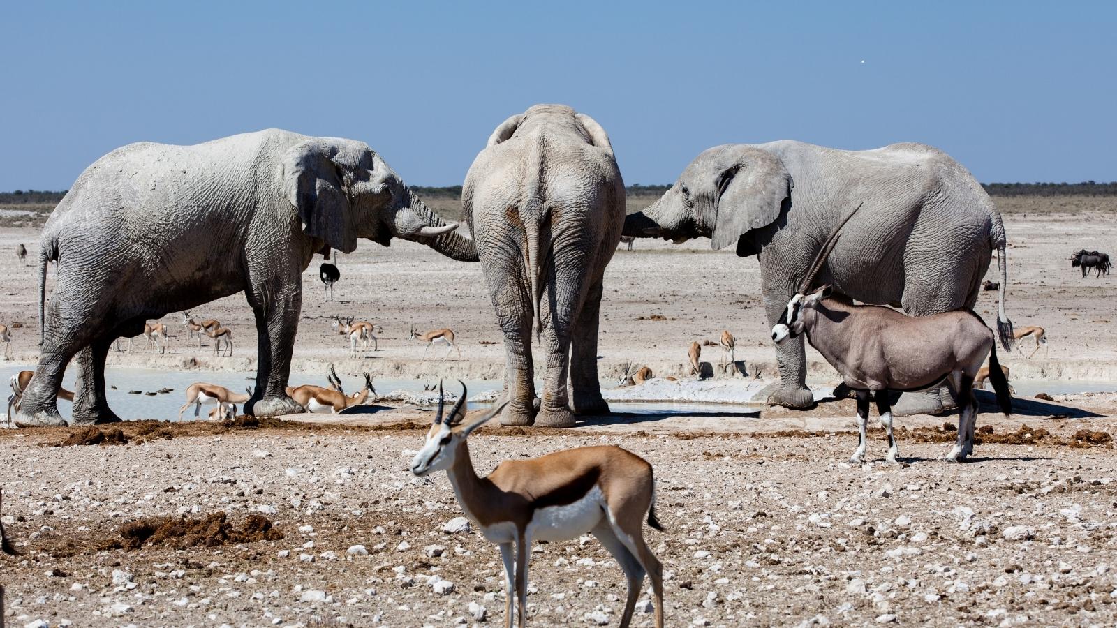 Wild Tanzania