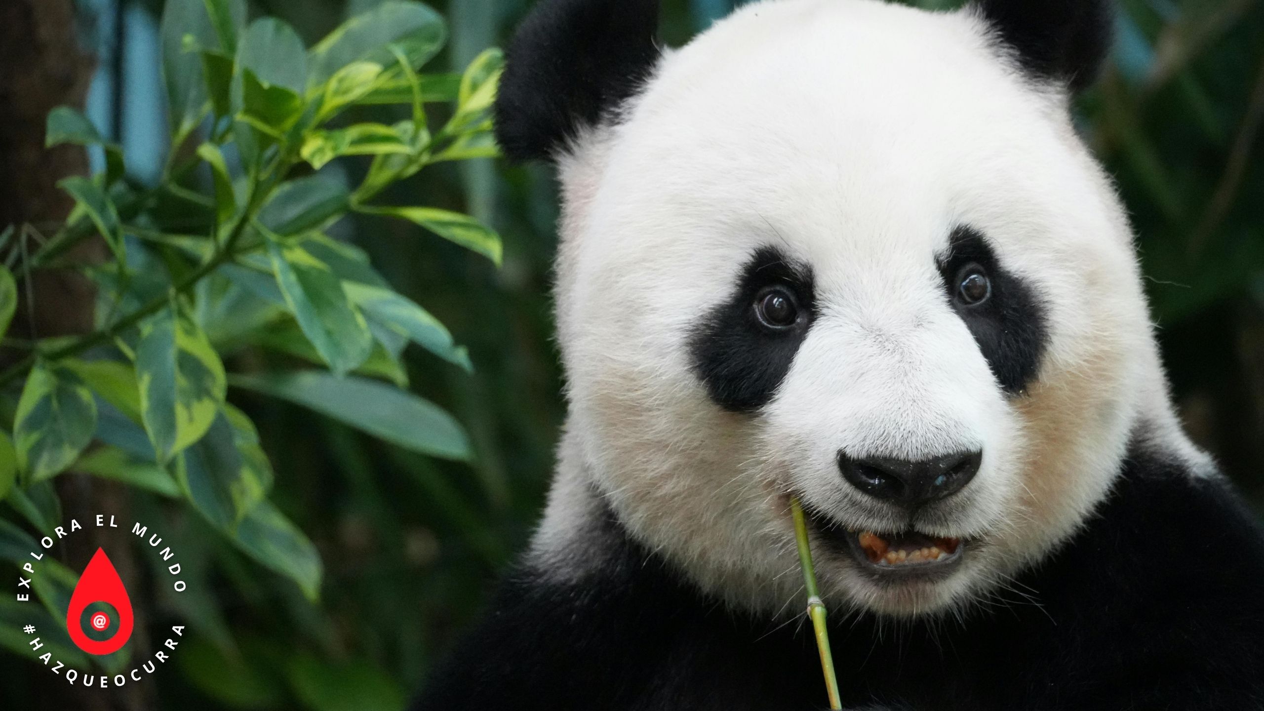 Beijing, Xi ´An + reino del oso panda y crucero por el Río Yangtze, 14 días