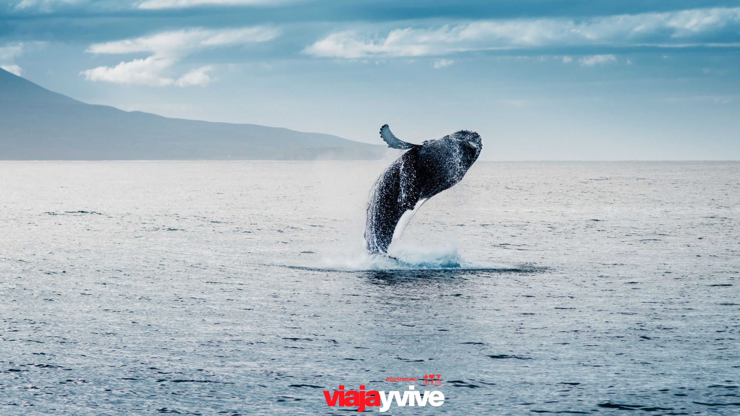 Ballenas y Auroras Boreales en Tromsø 5 días