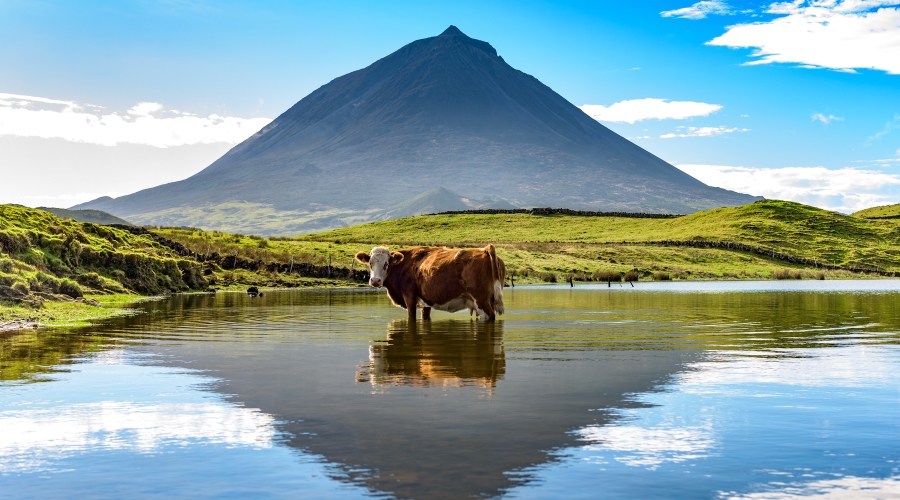 Escapada à Ilha do Pico . Açores