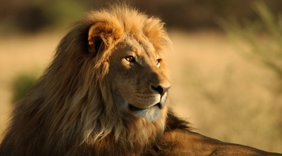 Karatu / Arusha / Portugal