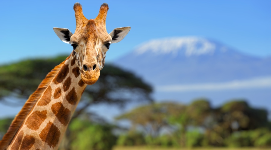 Parque Nacional Serengueti / Cratera do Ngorongoro / Zanzibar